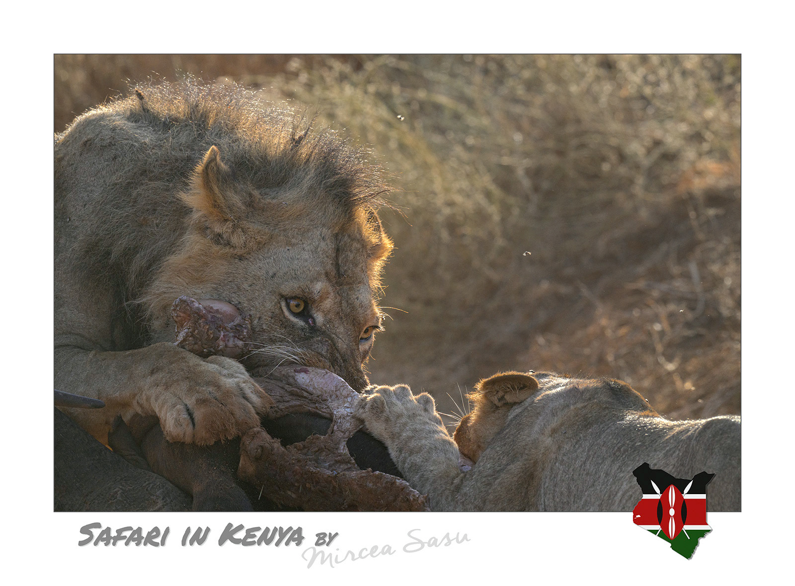 Although they rarely take part in the hunting, adult males in a pride are the first to feed on the kill, followed by adult females and then juveniles and cubs. This hierarchy is generally respected by members of the pride, with those who are too impatient being quickly schooled by the dominant individuals.  African lion (Panthera leo leo) Tsavo East National Park, Kenya