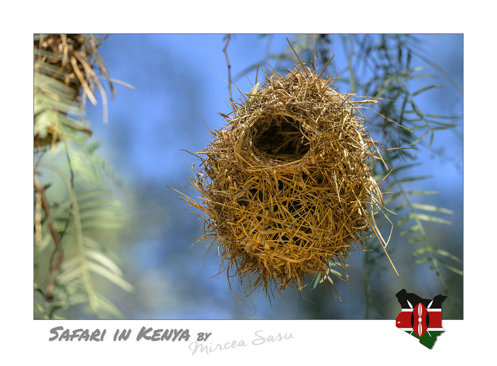 The nests of weaver birds came in various designs, from looser structures to elaborated ones and even communal structures that host hundreds of birds. Their construction technique, shape and entrance placement is so characteristic that experts can identify the species building them only by these criteria.  weaver bird nest Lake Nakuru National Park, Kenya
