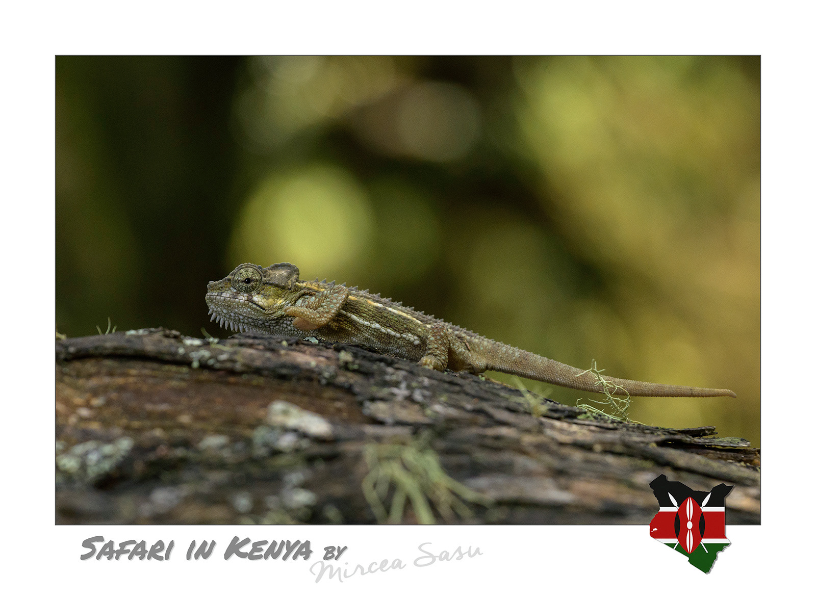Although the chameleon is capable of changing its skin color, it does not do so for camouflage purposes, as is popularly believed. The color change actually serves a role in communication, intimidating rivals, or communicating the animal's mood.  Von Hoehnel‘s high-casqued chameleon (Trioceros hoehnelii) Aberdare National Park, Kenya
