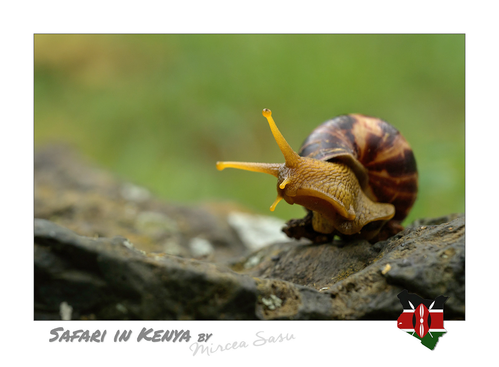 The African giant land snails are very popular as terrarium pets. This way they reached other tropical areas where the escaped or abandoned specimens formed invasive populations that are considered serious pests as they are very destructive to agricultural crops. African giant land snail (Lissachatina fulica) Lake Nakuru National Park, Kenya