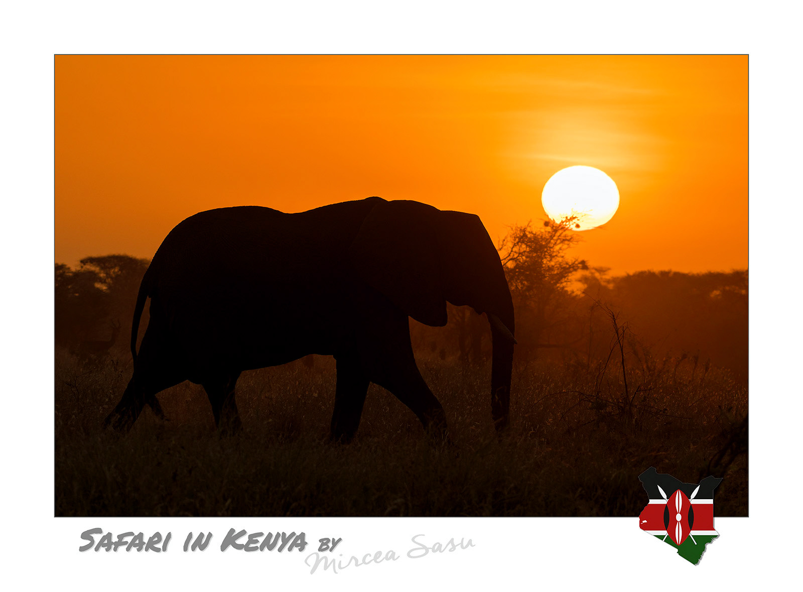 Wild, with very varied landscapes, savannahs, forests and rivers, but also a very rich fauna, the Meru National Park in Kenya is one of the largest protected areas of this country, but among the least visited. Meru is famous for the story of Elsa lioness, raised by Joy and George Adamson, a subject of the book and the movie "Born Free". african elephant (Loxodonta africana)