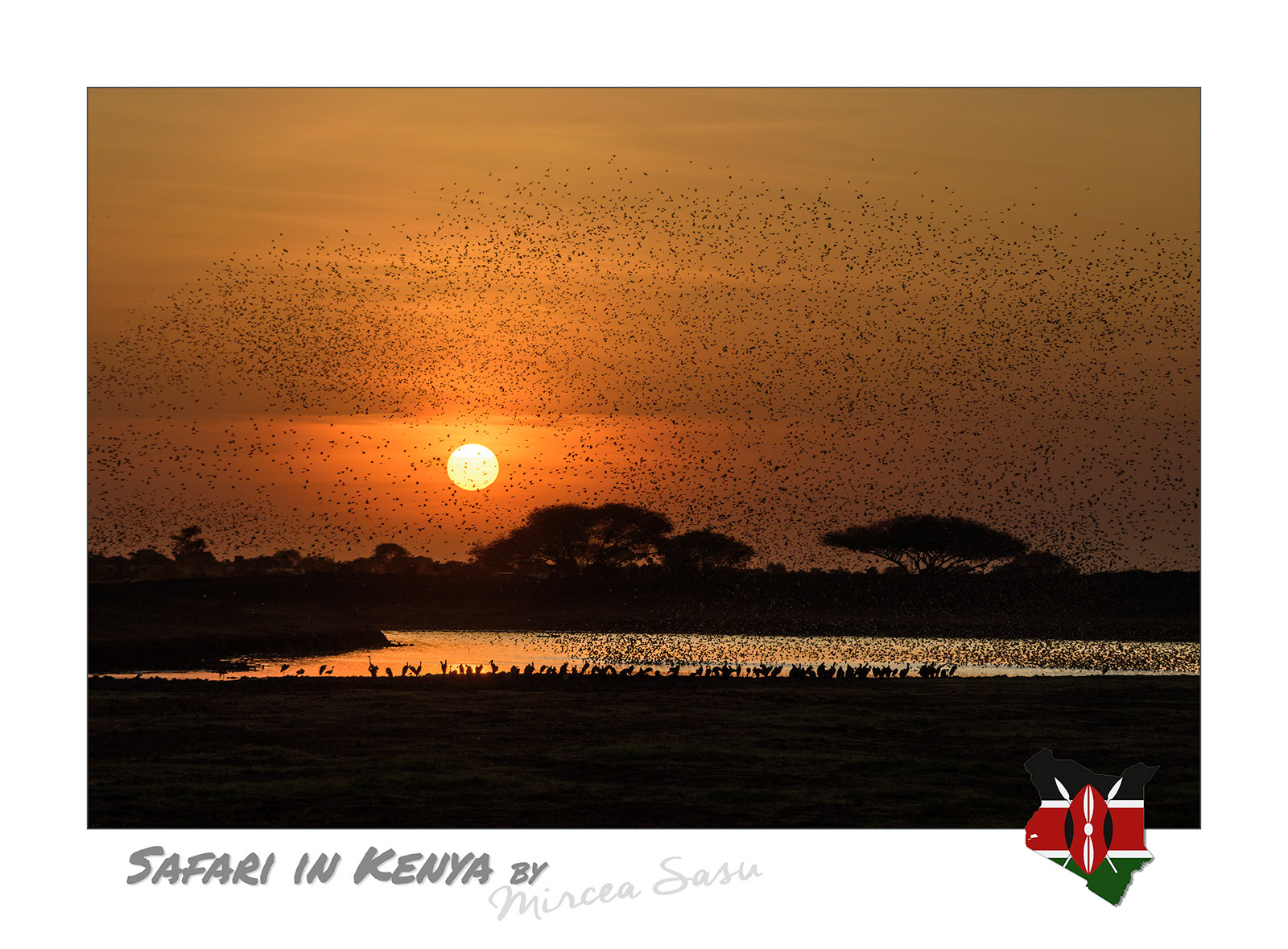The red-billed quelea, a species of weaver bird, is considered to be the most numerous bird species in the world, with an estimated total population of 2 billions. They usually gather in flocks that can exceed several million individuals; this is also a form of defense, as predators cannot effectively track a single bird and are confused by the chaotic movement of the flock.  red billed quelea (Quelea quelea) Tsavo East National Park, Kenya
