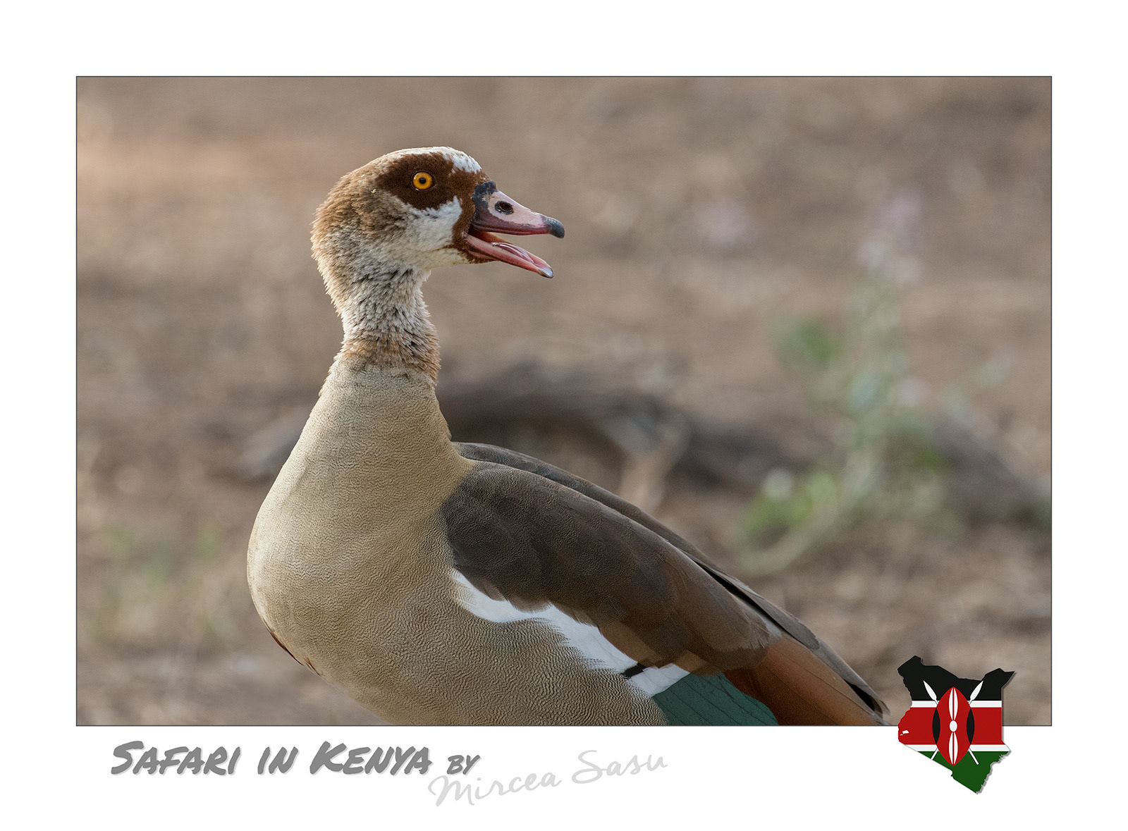 Native to the Nile Valley and sub-Saharan Africa, the Egyptian goose was introduced in Europe as an ornamental species. Escaped specimens found favorable conditions here, establishing populations that compete for resources and hybridize with native species, so it is now declared invasive in western Europe.  Egyptian goose (Alopochen aegyptiaca) Buffalo Spring National Park