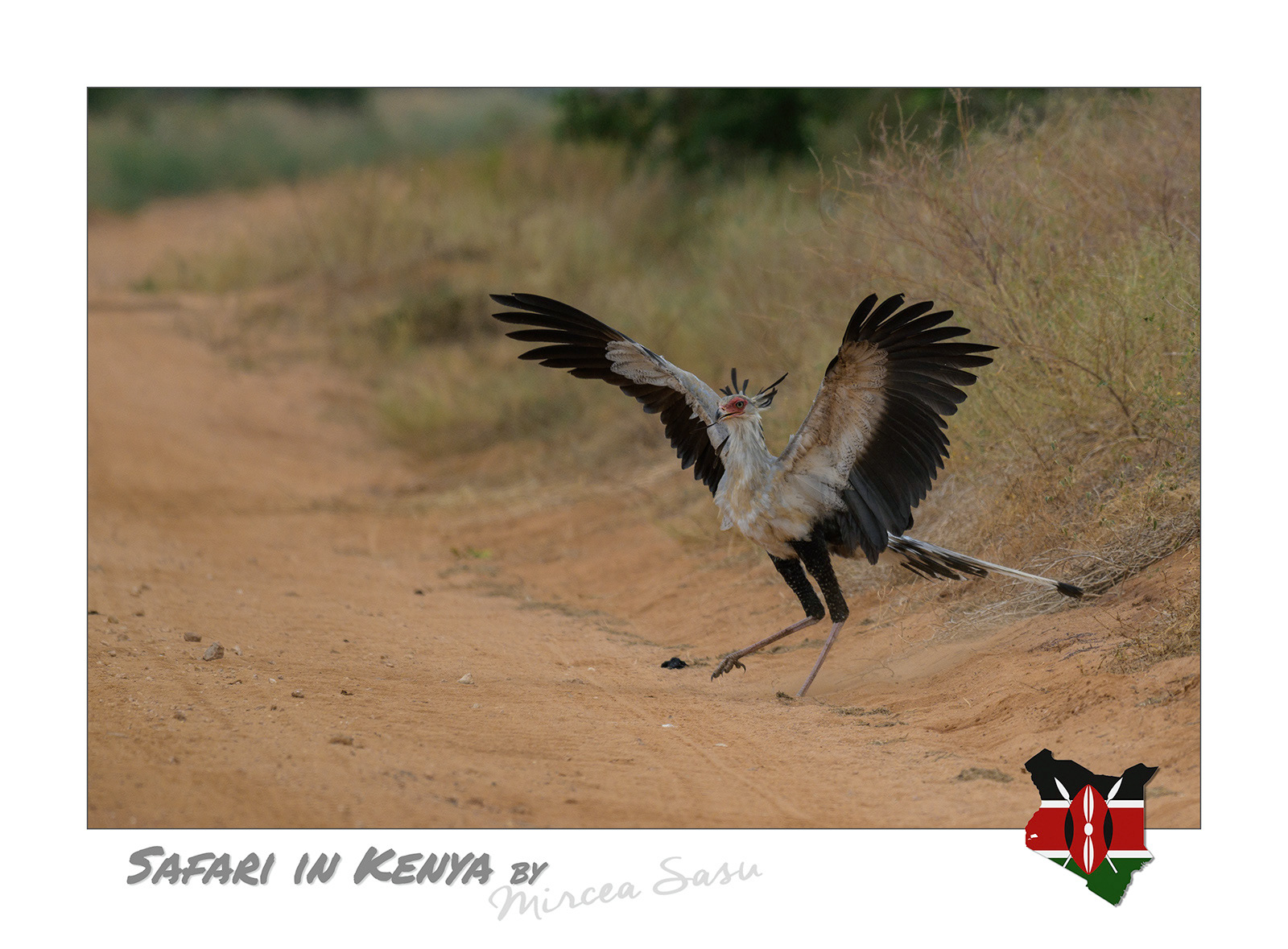 The scientific name of the secretary bird is a combination of the words Sagittarius, which means “archer” in Latin, and serpentarius, which comes from the Latin word for snake, “serpens”. The name aptly describes the species, which uses its long legs to immobilize its prey on the ground, which it then kills with blows of its beak. secretary bird (Sagittarius serpentarius) Tsavo East National Park, Kenya
