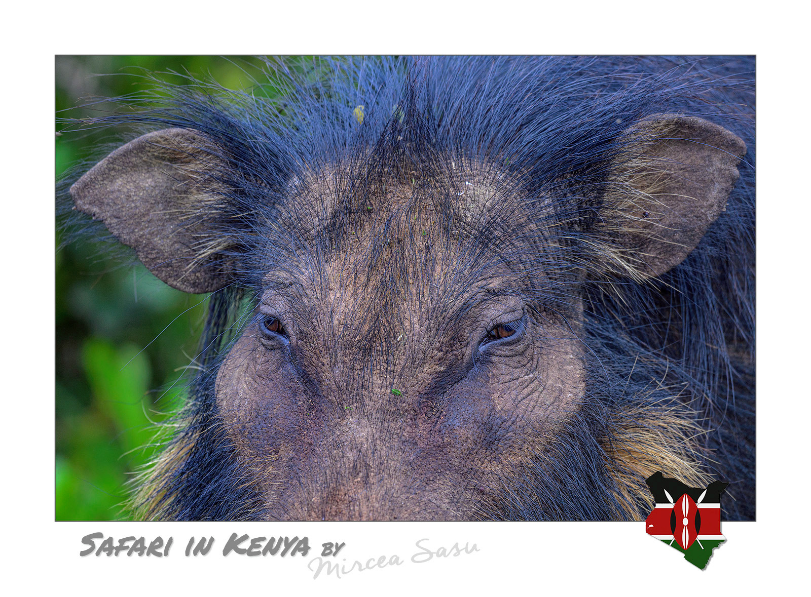 The giant forest hog is the largest species of wild pig, a robust animal with a massive head and long tusks, which can weigh up to 275 kg (600lb). Despite these imposing characteristics, it is a very shy animal that wasn’t scientifically classified until 1904.  giant forest hog (Hylochoerus meinertzhageni) Aberdare National Park, Kenya