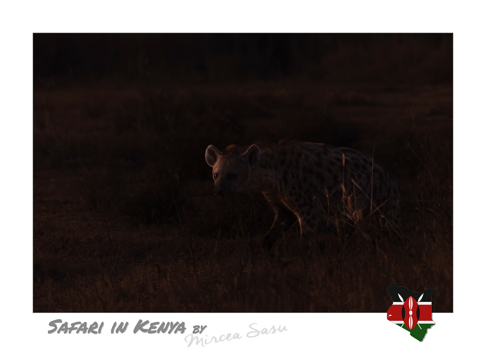 The spotted hyenas live in clans led by a dominant female, with an extremely complex social structure. Although the descendants of the dominant female generally inherit her position, gaining and maintaining leadership of the clan is the result of an elaborate policy of intrigue and alliances.  spotted hyena (Crocuta crocuta) Lake Nakuru National Park