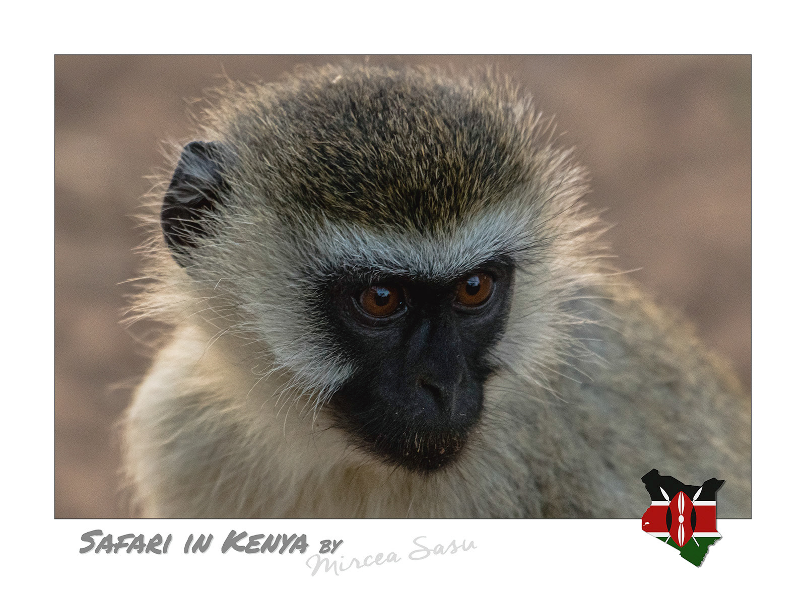 Social primates spread across much of sub-Saharian Africa, easy to recognize by their black faces, the vervet monkeys use a very complex communication system. They use sounds, named alarm calls, specific to different predators, like leopards, snakes or birds of prey, each triggering the appropriate escape strategy for their troop.  vervet monkey (Chlorocebus pygerythrus) Buffalo Spring National Park
