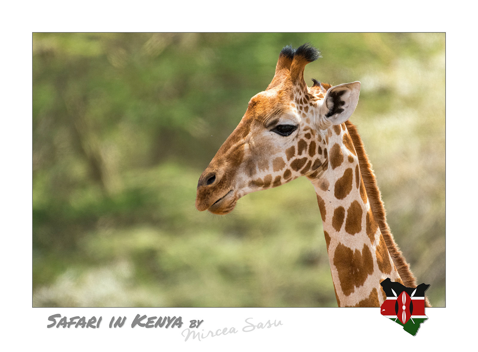 Despite the obvious difference in length, the giraffe's neck has seven cervical vertebrae, exactly the same number as the human neck.  Rothschild's Giraffe (Giraffa camelopardalis rothschildii) Lake Nakuru National Park