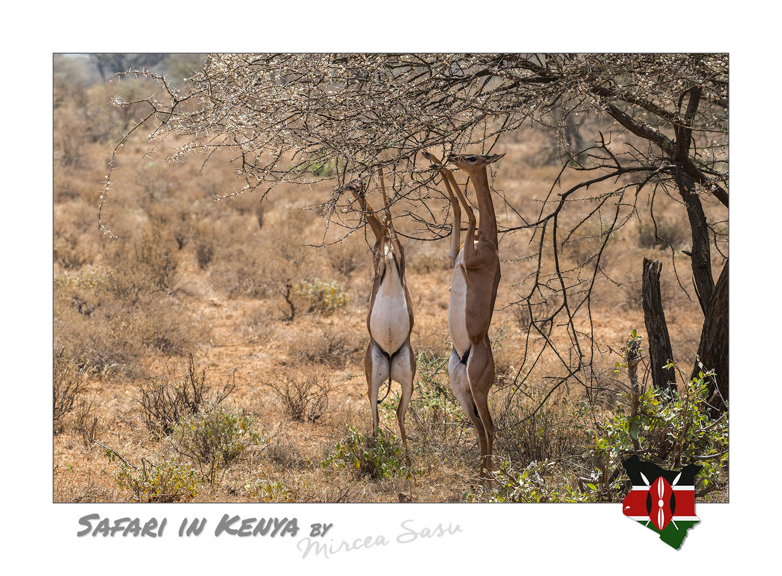 The gerenuk, the giraffe gazelle, is a medium-sized antelope species, easily recognizable by its long, slender neck and long legs. These characteristics, as well as its ability to stand on its hind legs, allow it to reach branches and leaves inaccessible to other herbivore species, which it extracts from the thorns with the help of its sharp snout.  gerenuk (Litocranius walleri) Buffalo Spring National Park