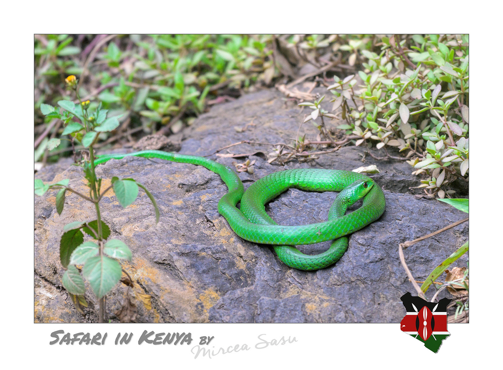 By a simple coincidence, all species of snakes with round pupils from Romania are non-venomous. It is important to note that this rule no longer applies in other areas of the world, where many venomous species have round pupils.  Battersby's Green Snake Africa (Philothamnus battersbyi) Lake Nakuru National Park, Kenya