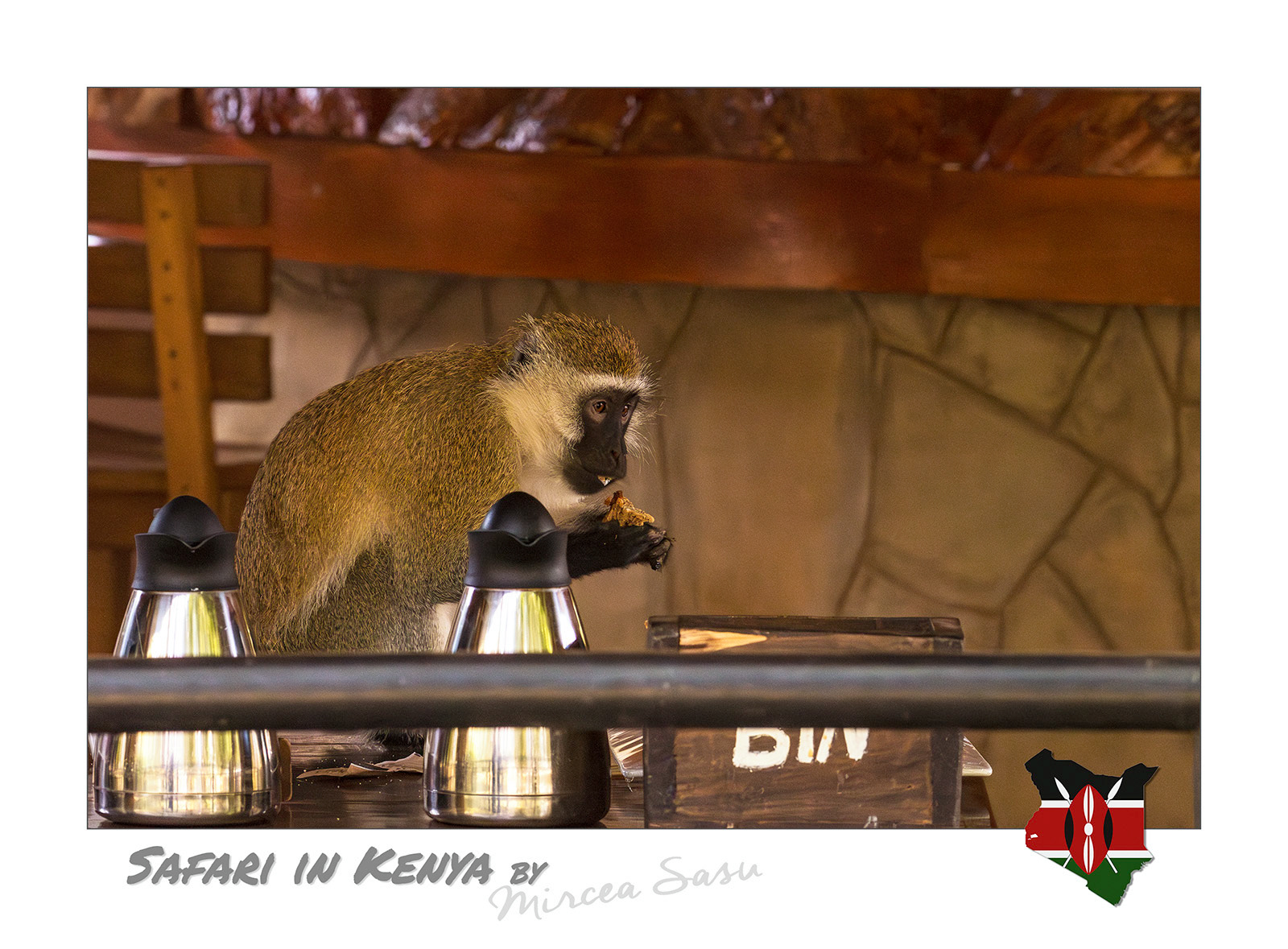 Extremely opportunistic, the vervet monkeys and baboons have adapted to live in the vicinity of lodges in Kenyan national parks, where they take advantage of any food source and even do not hesitate to venture on robbery expeditions through tourists' rooms, if they are imprudent enough to leave their doors open.  vervet monkey (Chlorocebus pygerythrus) Buffalo Spring National Park