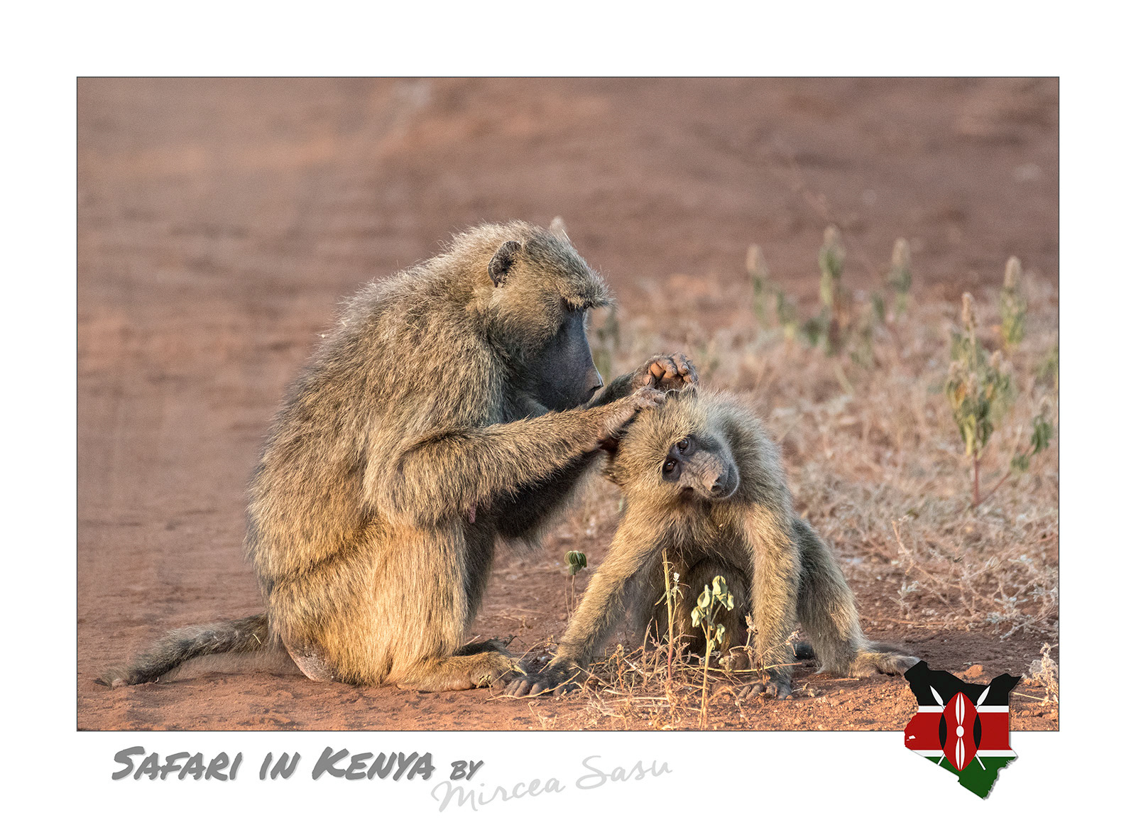 For monkeys, mutual cleaning of their fur from dirt and parasites, in addition to the hygienic aspect, also has a particularly important social role. Through this activity, individuals strengthen their social relationships and establish hierarchies and alliances necessary for the proper functioning of the group.  olive baboon (Papio anubis)