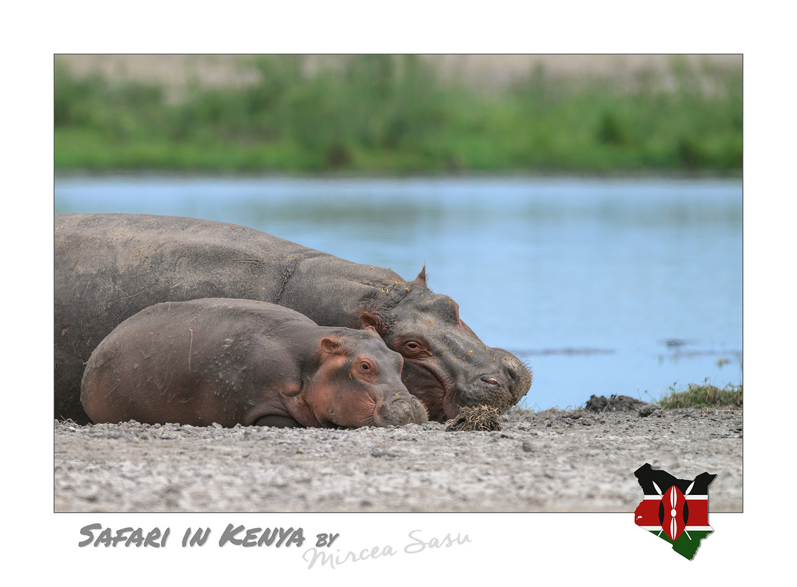 Although they spend most of their time in the water, hippos cannot actually swim. However, they can move quickly through the water by walking on the bottom.  hippopotamus (Hippopotamus amphibius) Amboseli National Park, Kenya