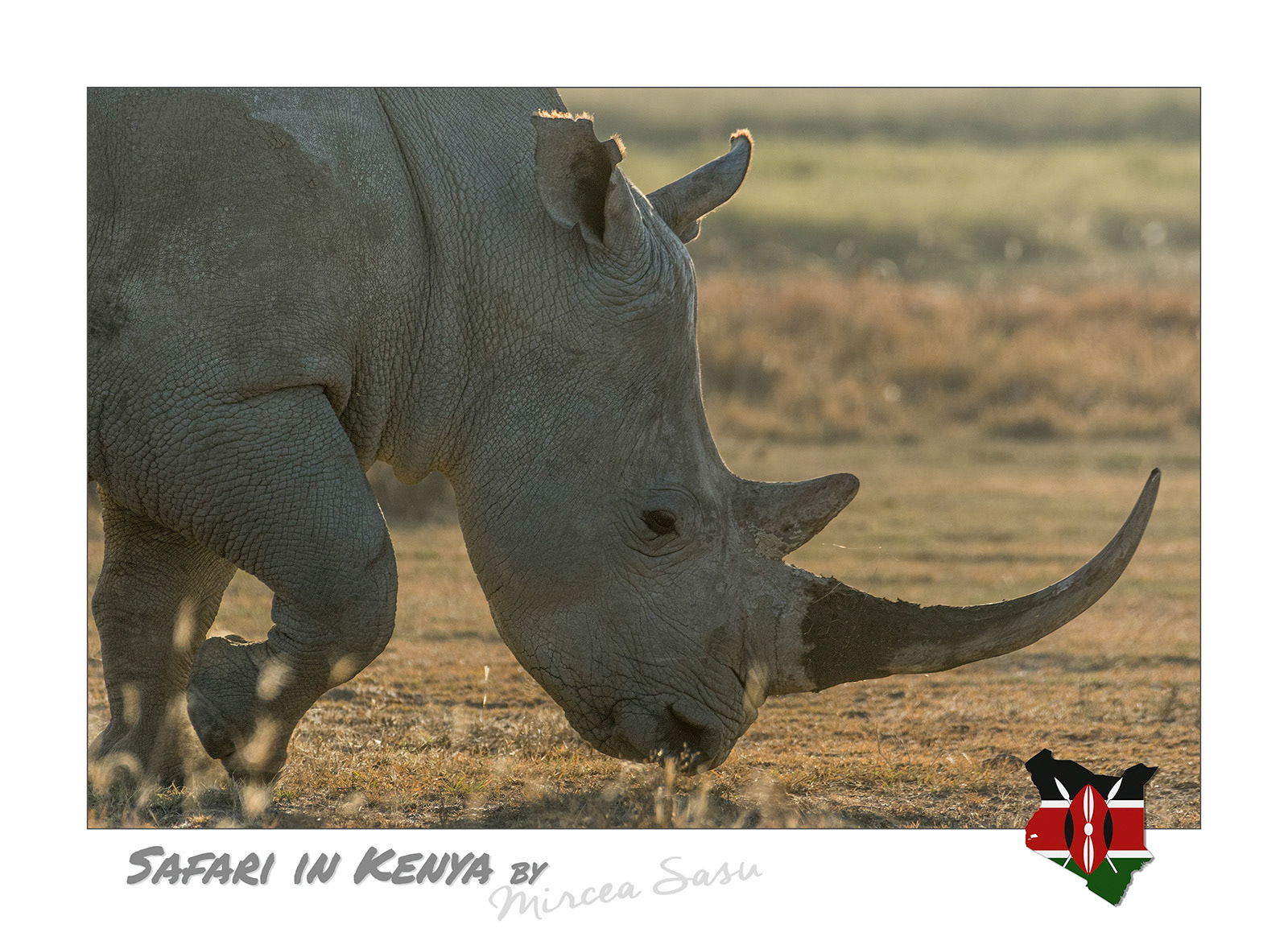 The white rhinoceros, the largest of the extant rhinoceros species, is distinguished from the black rhinoceros not by its color, but by the shape of its upper lip, which is broad, adapted for grazing on vegetation on the ground. In contrast, the black rhinoceros' one is sharp, beak-like, which allows it to feed on leaves and shoots from shrubs and other tall vegetation.  white rhinoceros (Ceratotherium simum) Lake Nakuru National Park