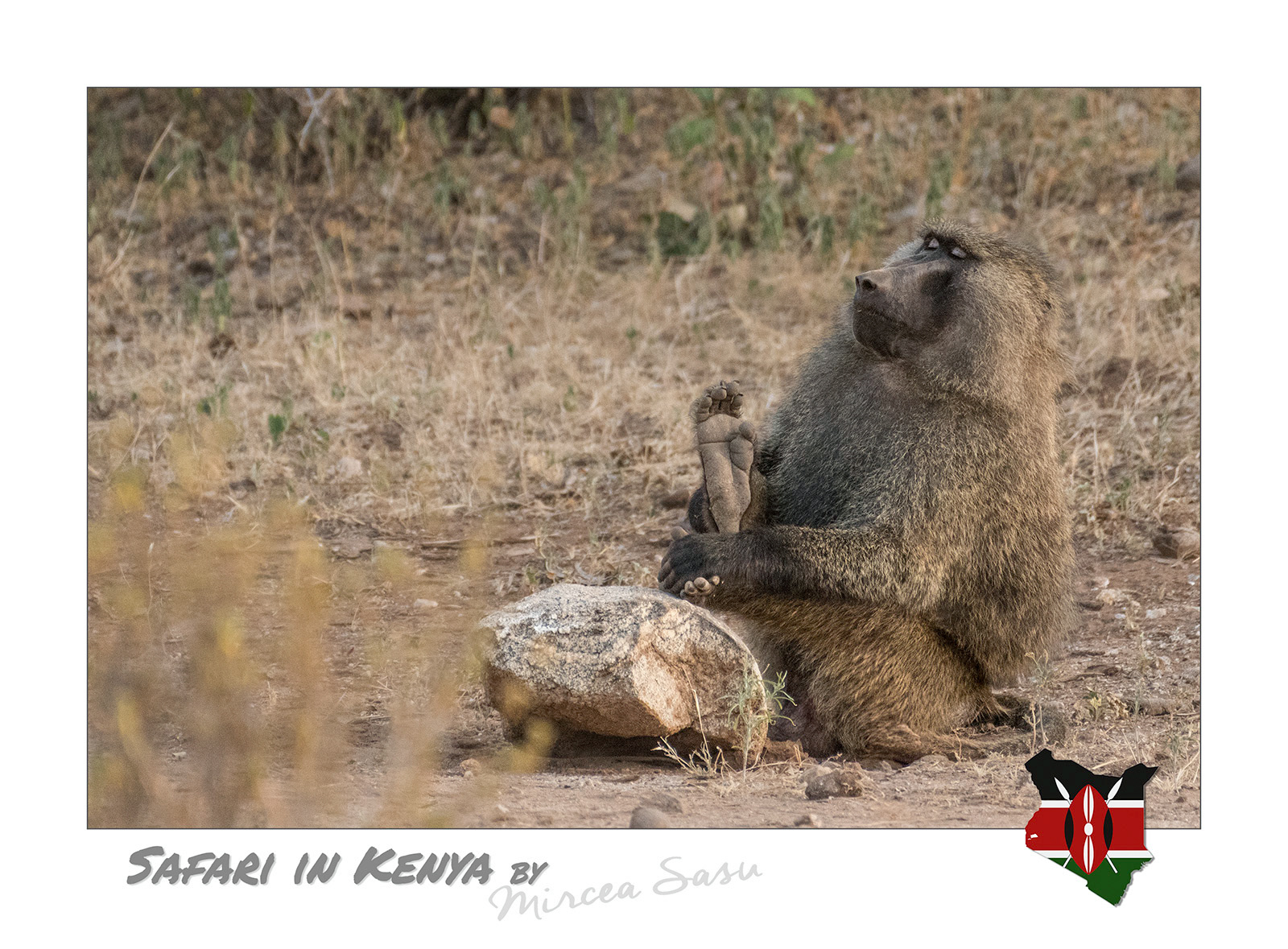 In ancient Egypt the baboons were considered sacred animals, the representations of Thoth, the god of the Moon, wisdom, science, magic, art and hieroglyphs. Interesting to mention that these animals were not native to Egypt, they were actually imported from other zones of Africa and breed in captivity.  olive baboon (Papio anubis) Buffalo Spring National Park