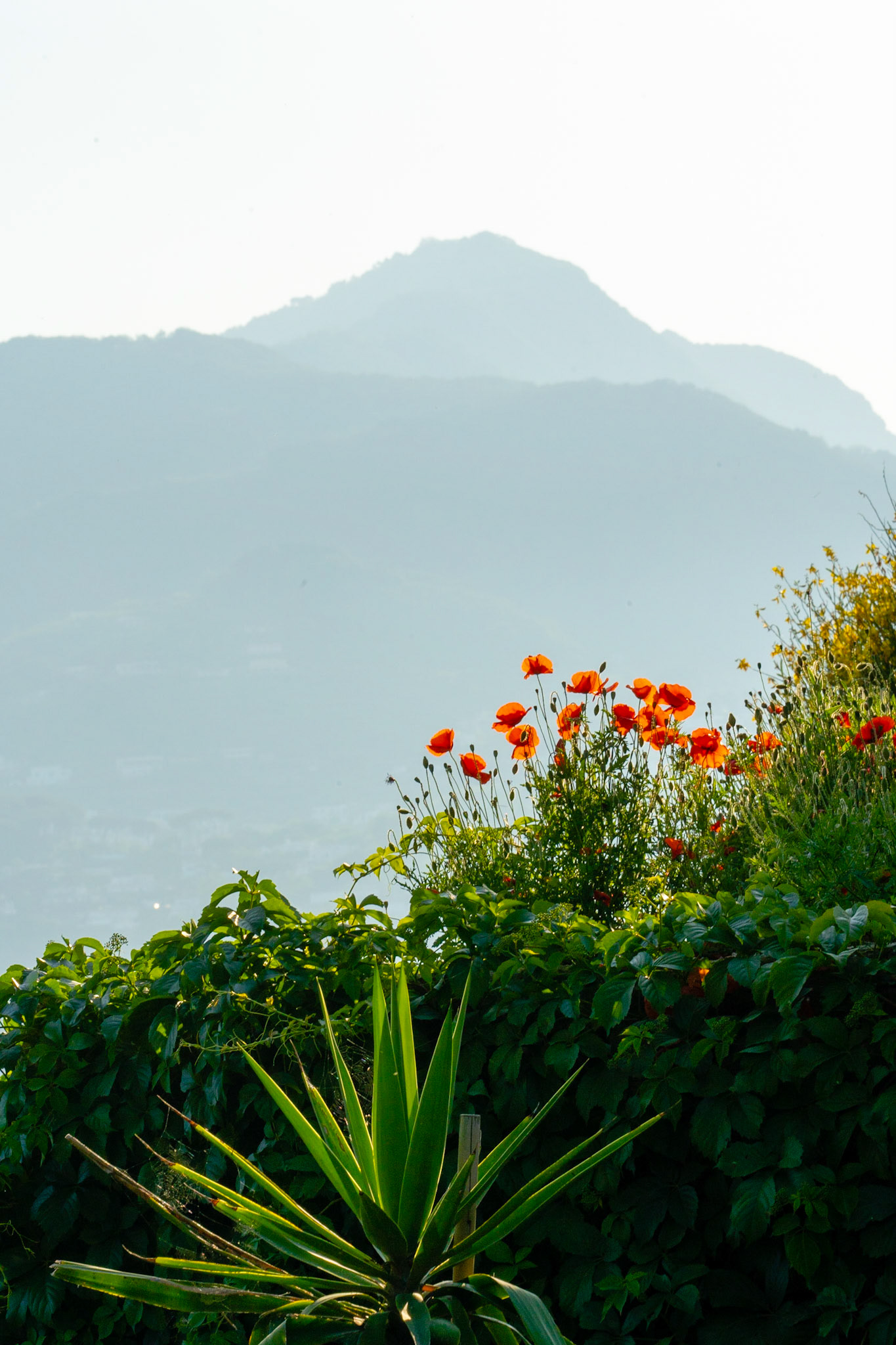 Ischia proper with mountains seen from Castello Aragonese, Ischia, near Naples, Italy, poppy flowers and agave in the foreground