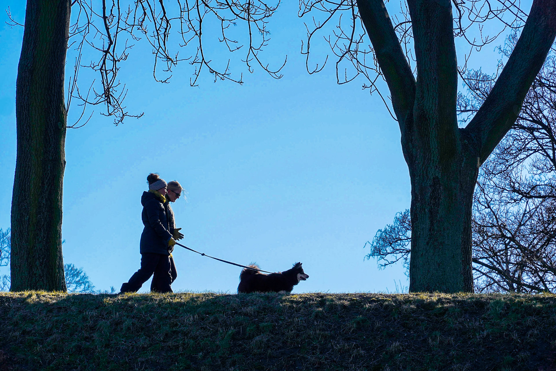 Couple walking with dog at the Citaldel (Kastellet) in Copenhagen, backlight, tree silhouettes, blue sky