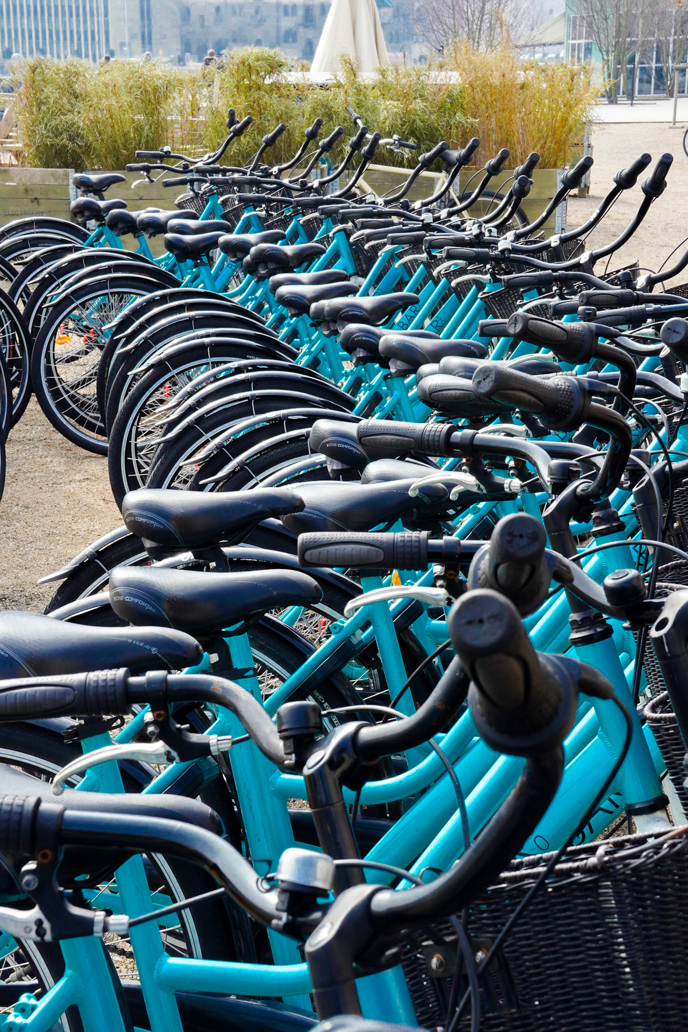 Blue rental bicycles, Copenhagen Harbour Waterfront