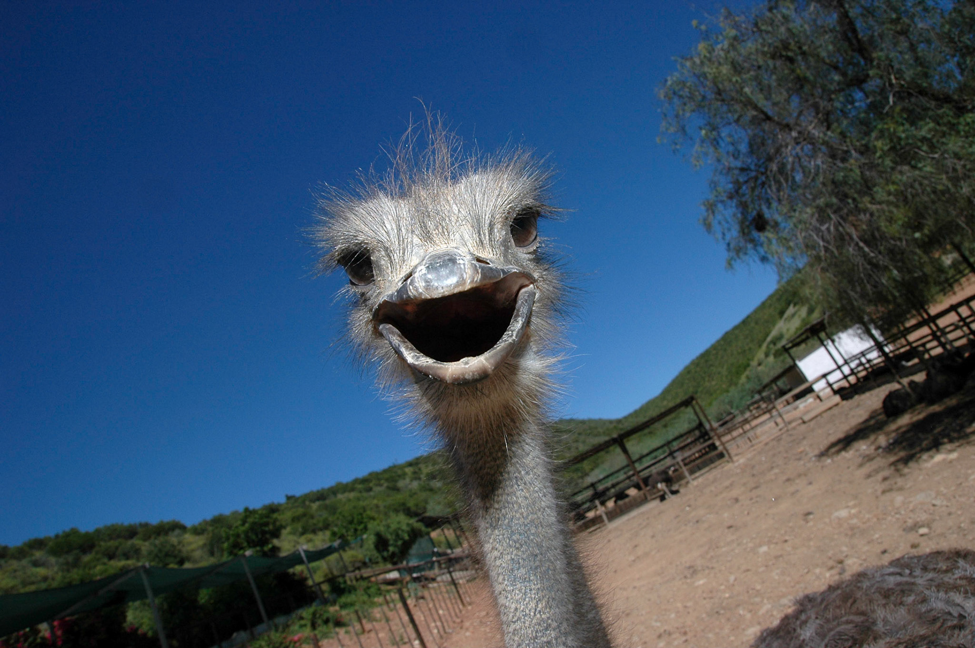 Een portret van een nieuwsgierige struisvogel in Zuid-Afrika, 11-1-2008