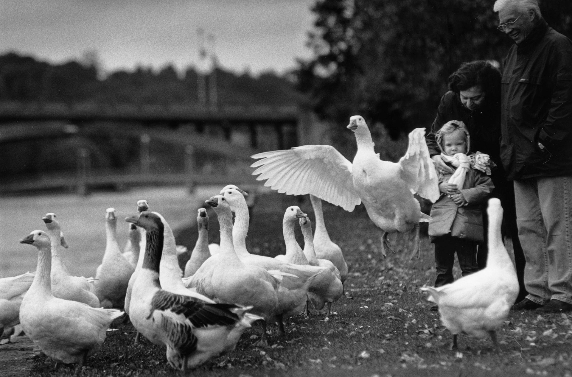 Meisje voert gansen met grootouders, herfstbeeld, Visé, nov. 2002 "Onder industrieele vleugels"
Maassteden in Wallonie.