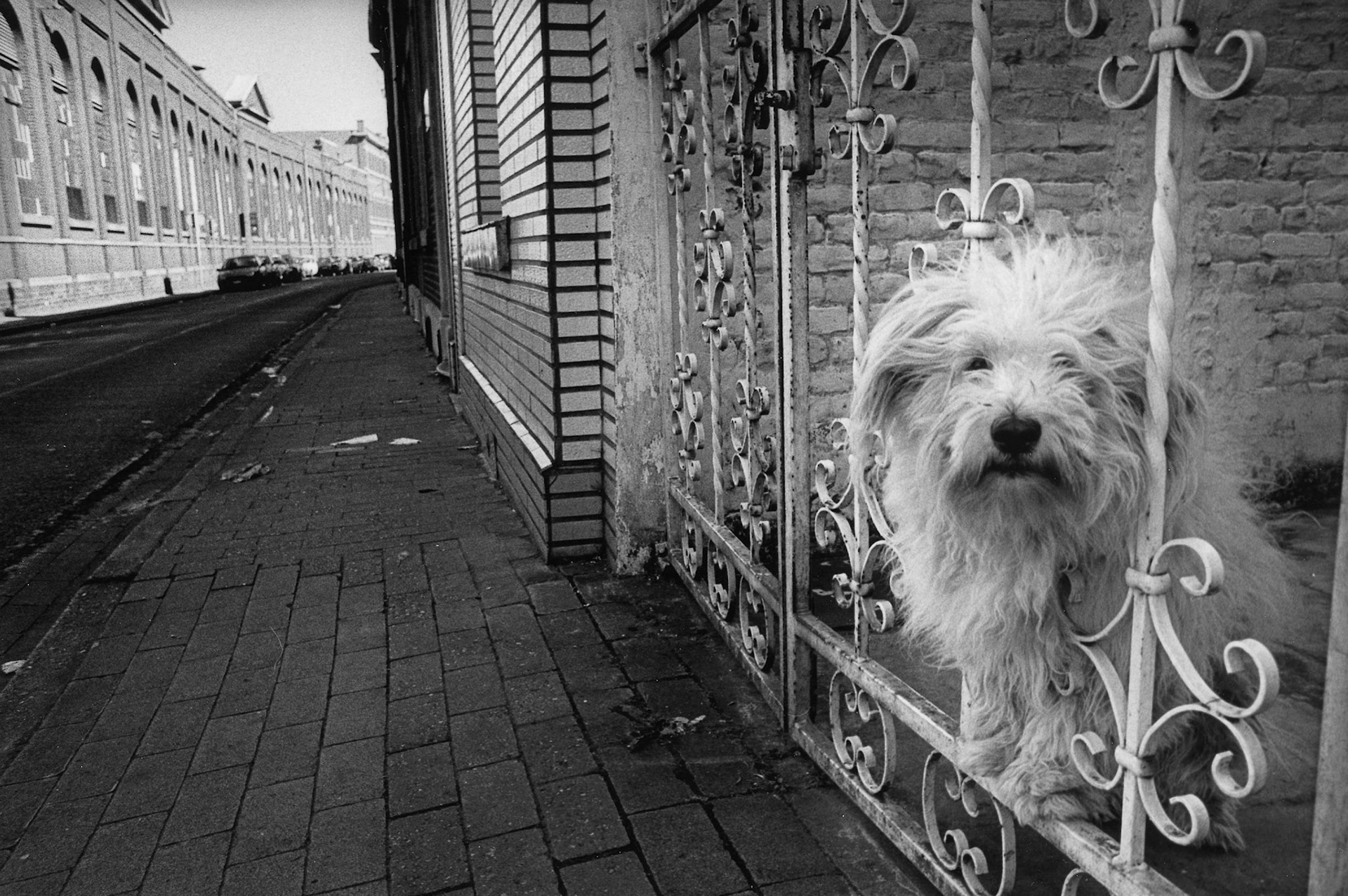 Waakhond achter hek. Herstal, sept. 2002
"Onder industrieele vleugels"
Maassteden in Wallonie.