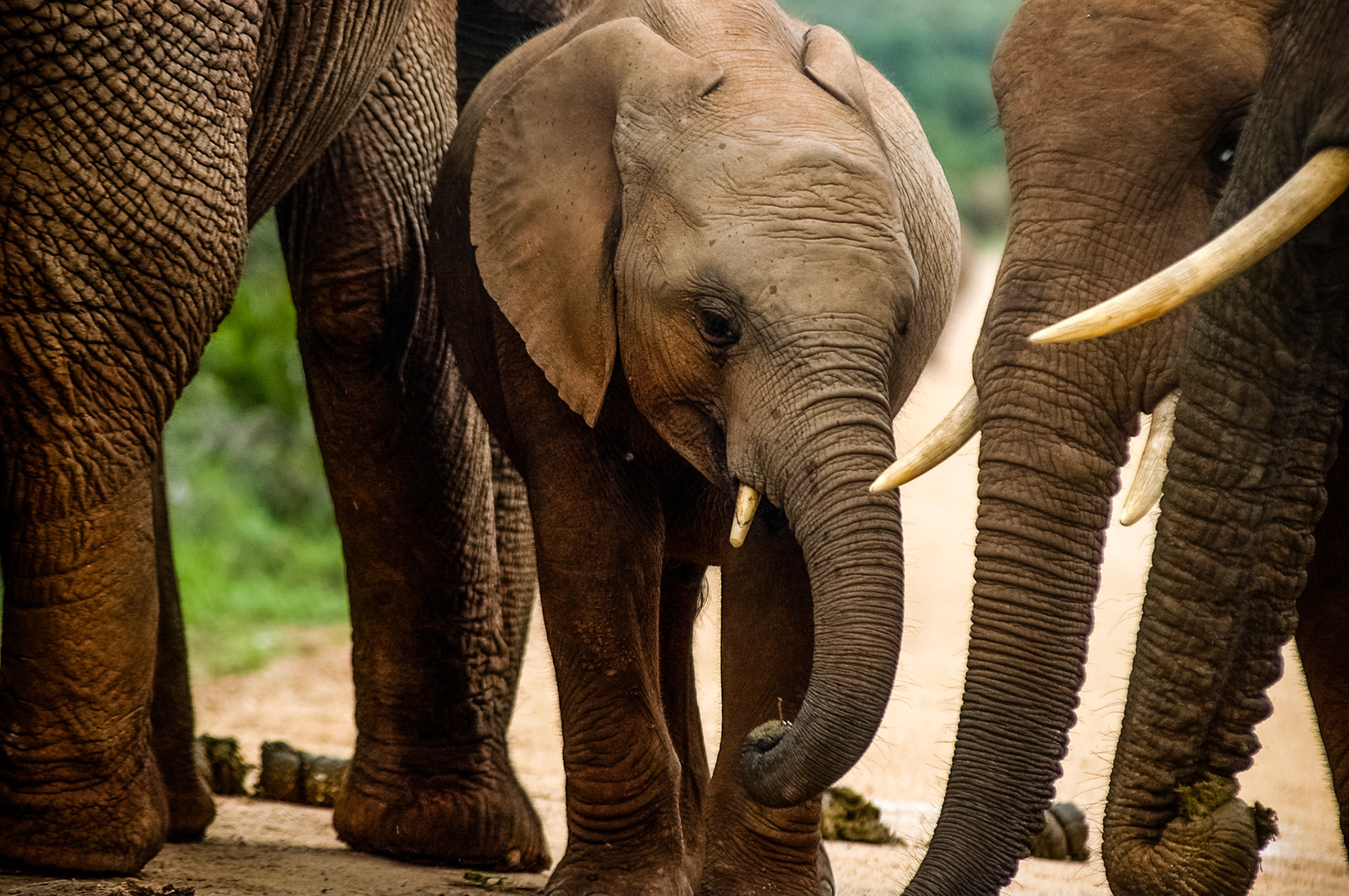 Een jonge olifant omringt door volwassen olifanten in het Addo National Park, Zuid-Afrika 14-1-2008