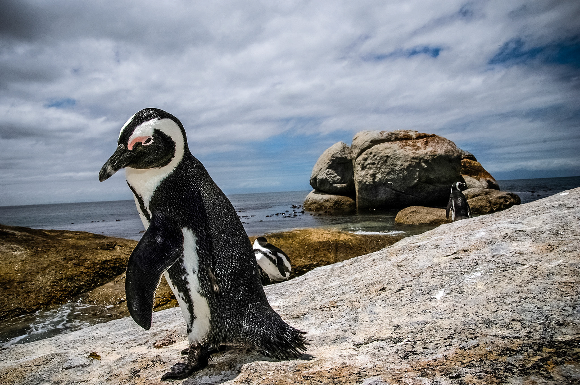 Pinguin bij Boulders op de route naar Kaap De Goede Hoop, Zuid-Afrika 7-1-2008