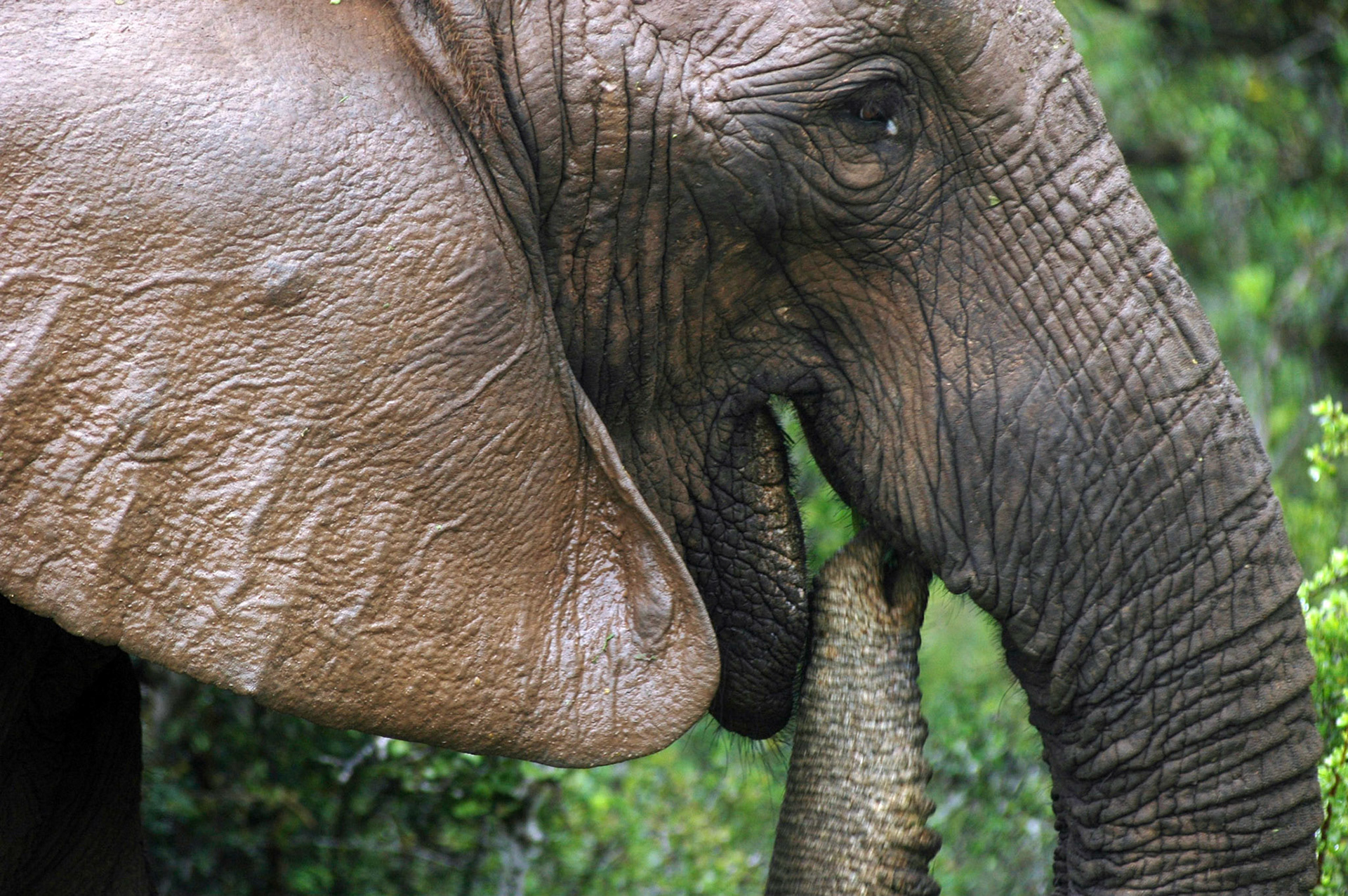 Close up en-profiel van een etende olifant in het Addo National Park, Zuid-Afrika 14-1-2008