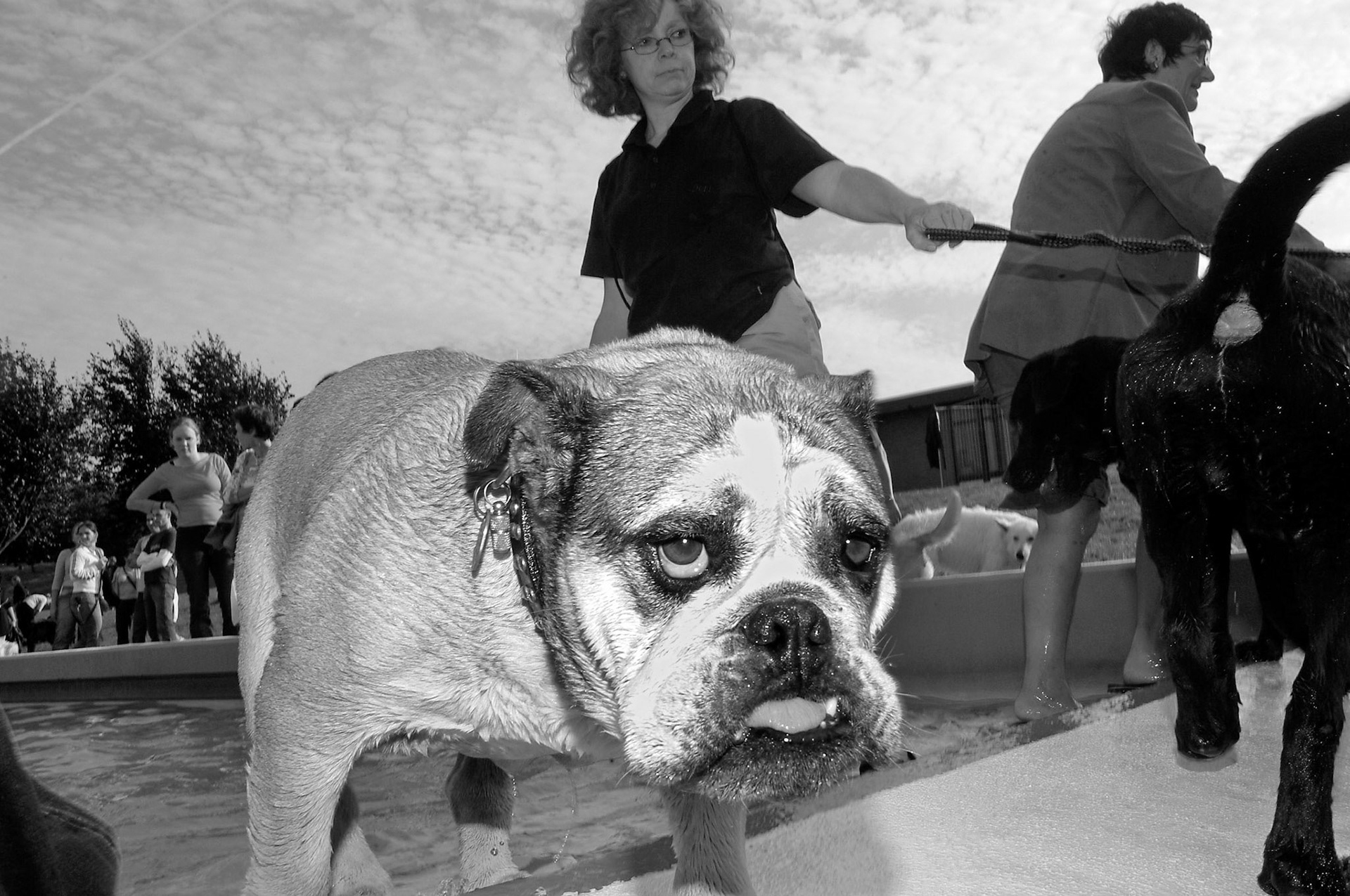 Bij Mosaqua in Gulpen werden de honden tijdens werelddierendag getrakteerd op een middagje zwemmen in het buitenbad, 4-10-2004