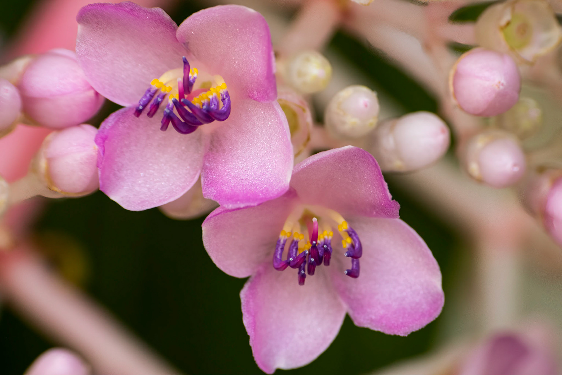 medinilla multiflora
