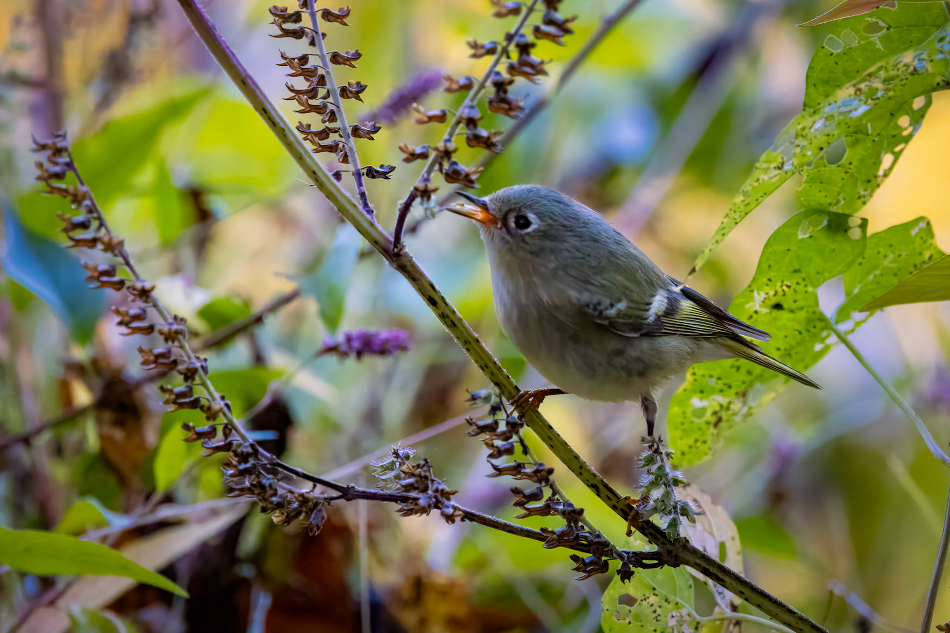 Ruby-crowned kinglet