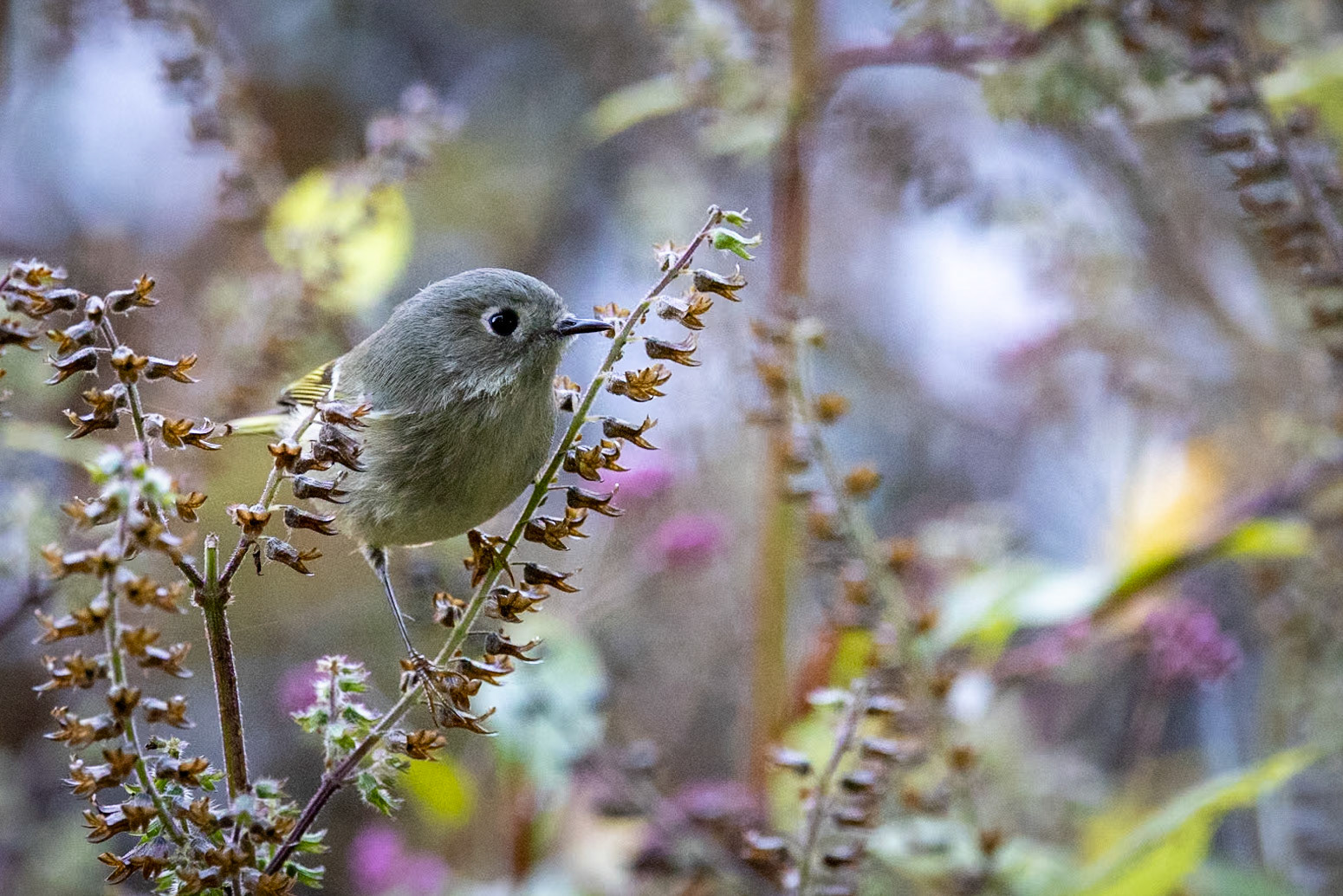Ruby-crowned kinglet