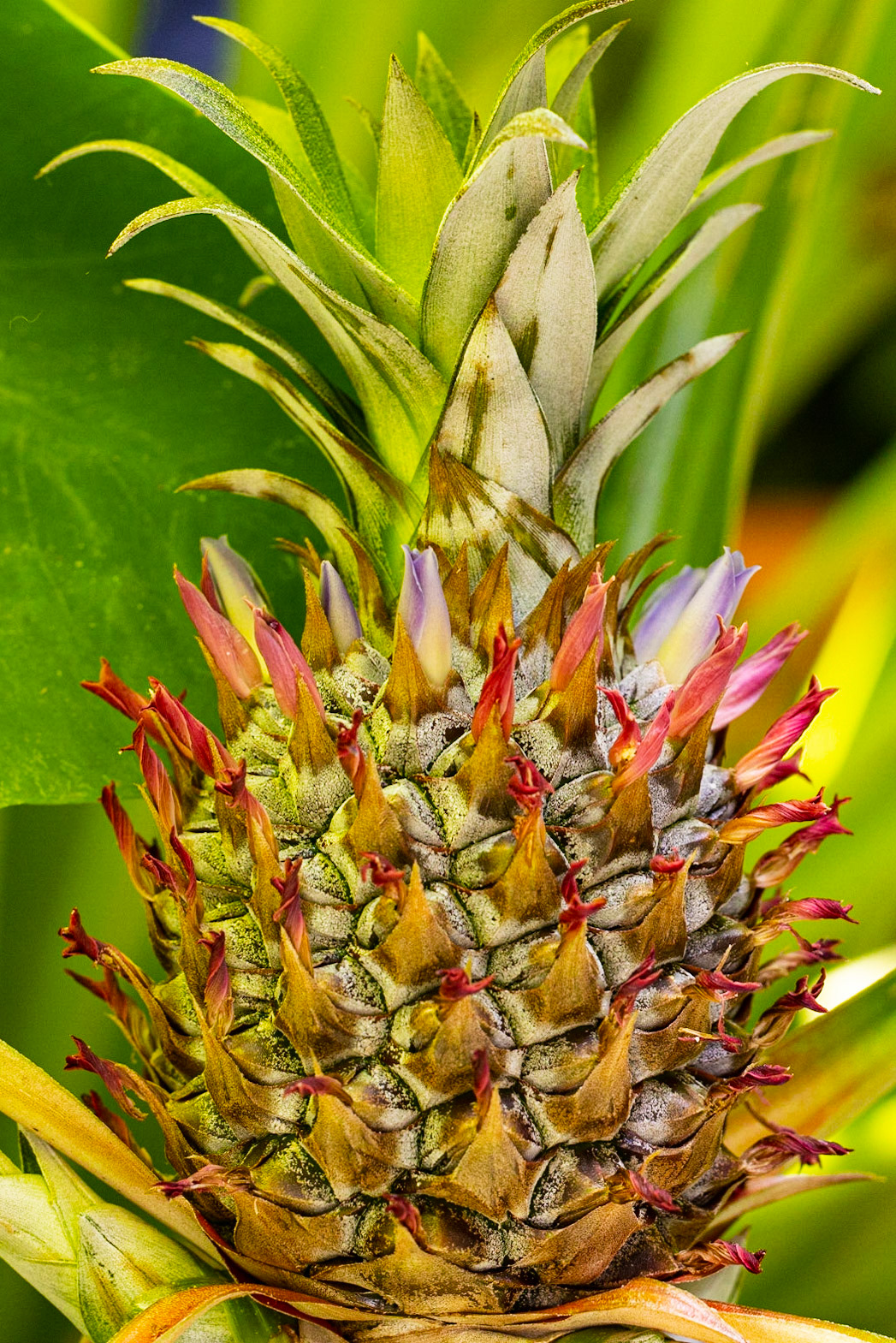 ananas comosus