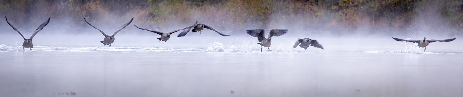 Canada geese taking flight from misty Lake Needwood
