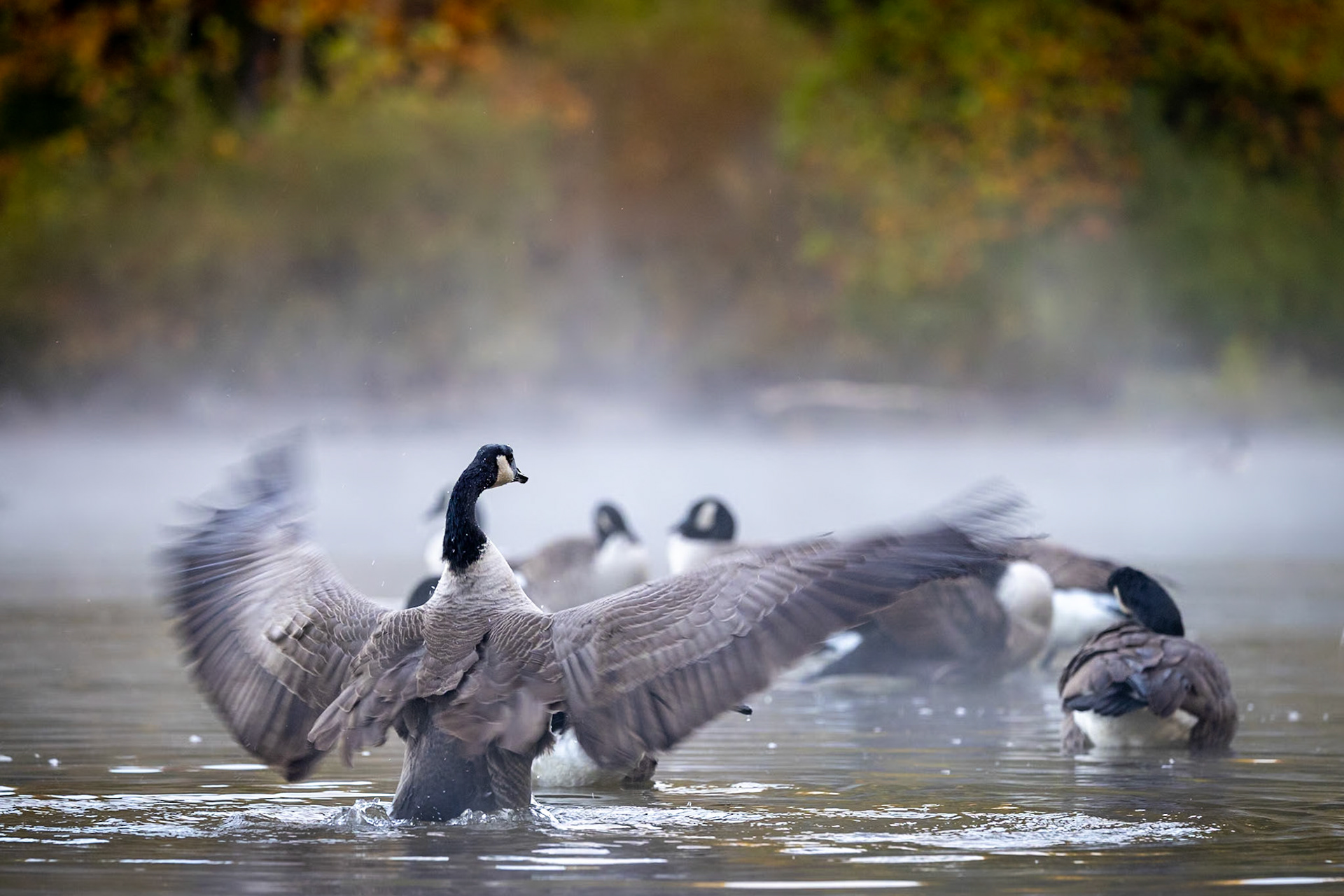 Canada geese preening