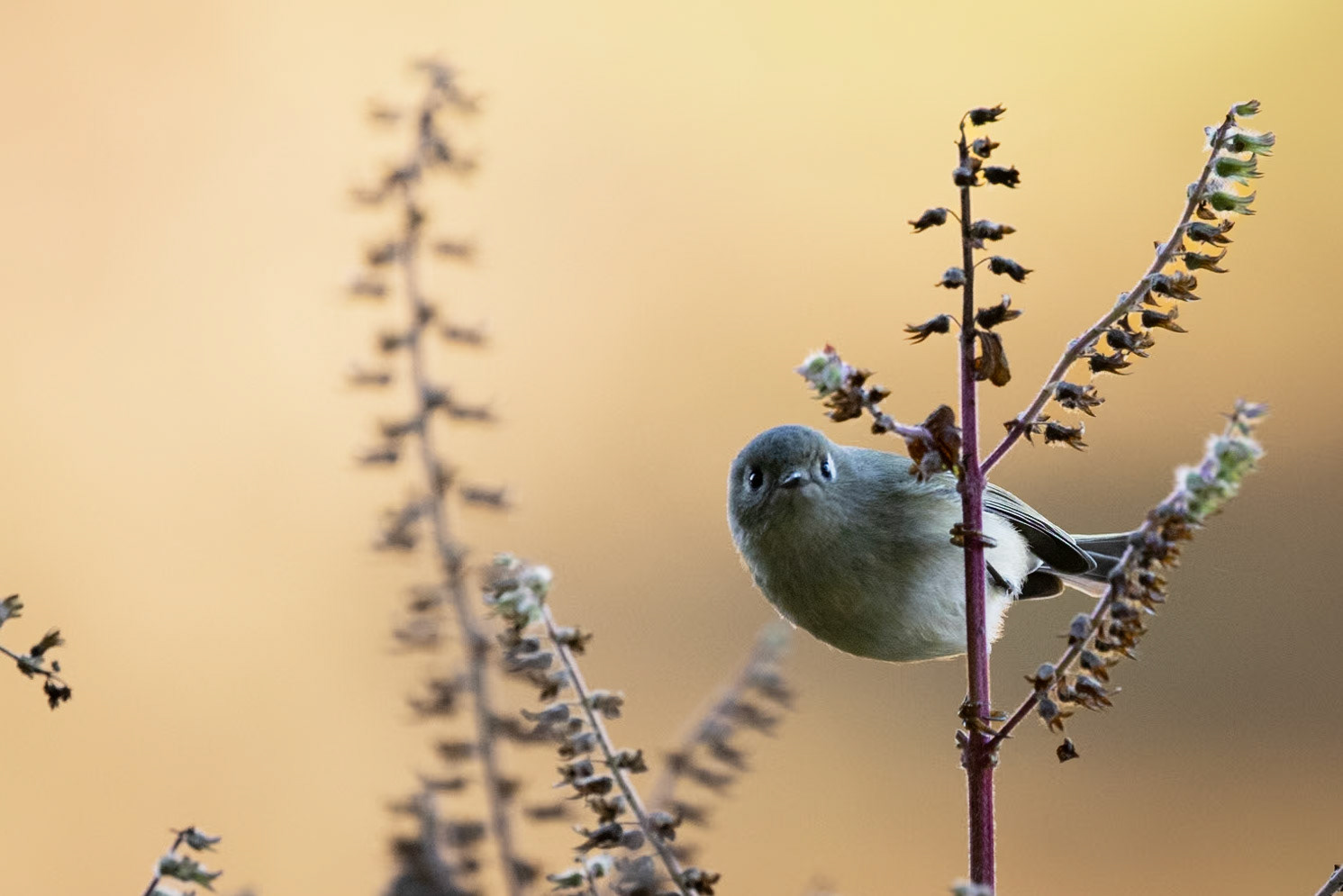 Ruby-crowned kinglet