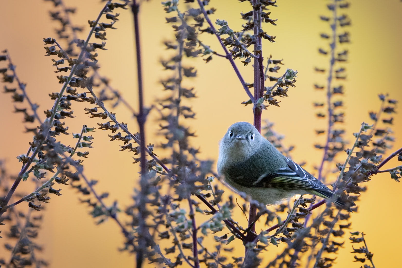 Ruby-crowned kinglet