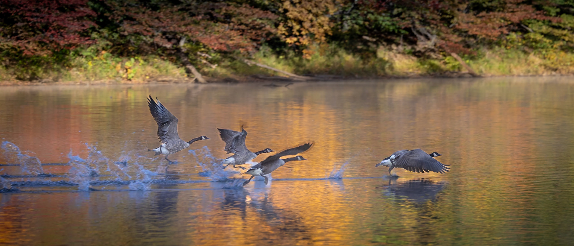 A flock of geese takes flight