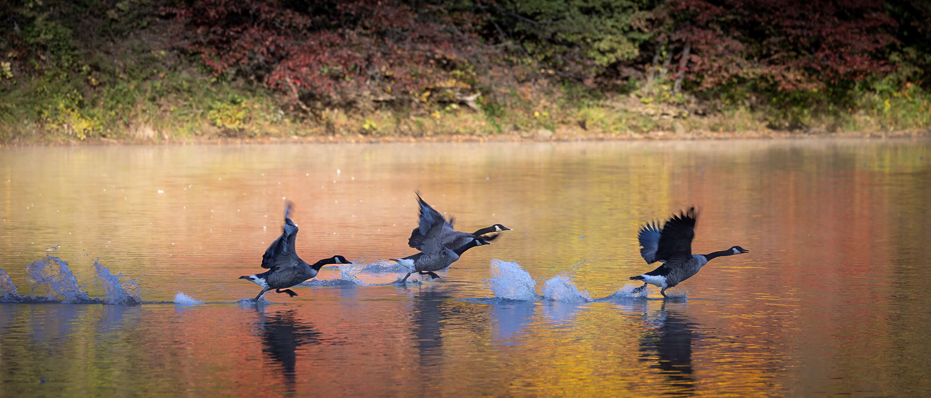 A flock of geese takes flight