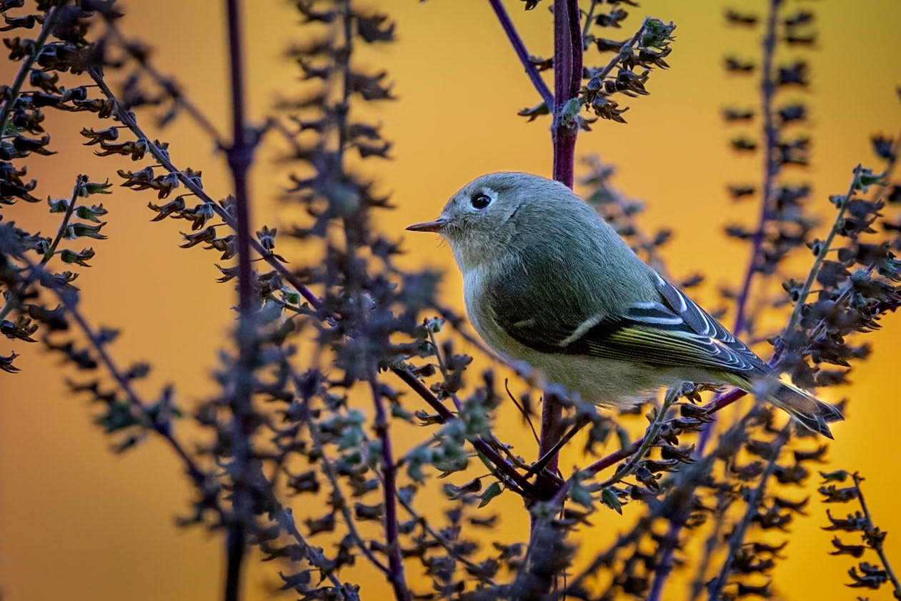 Ruby-crowned kinglet