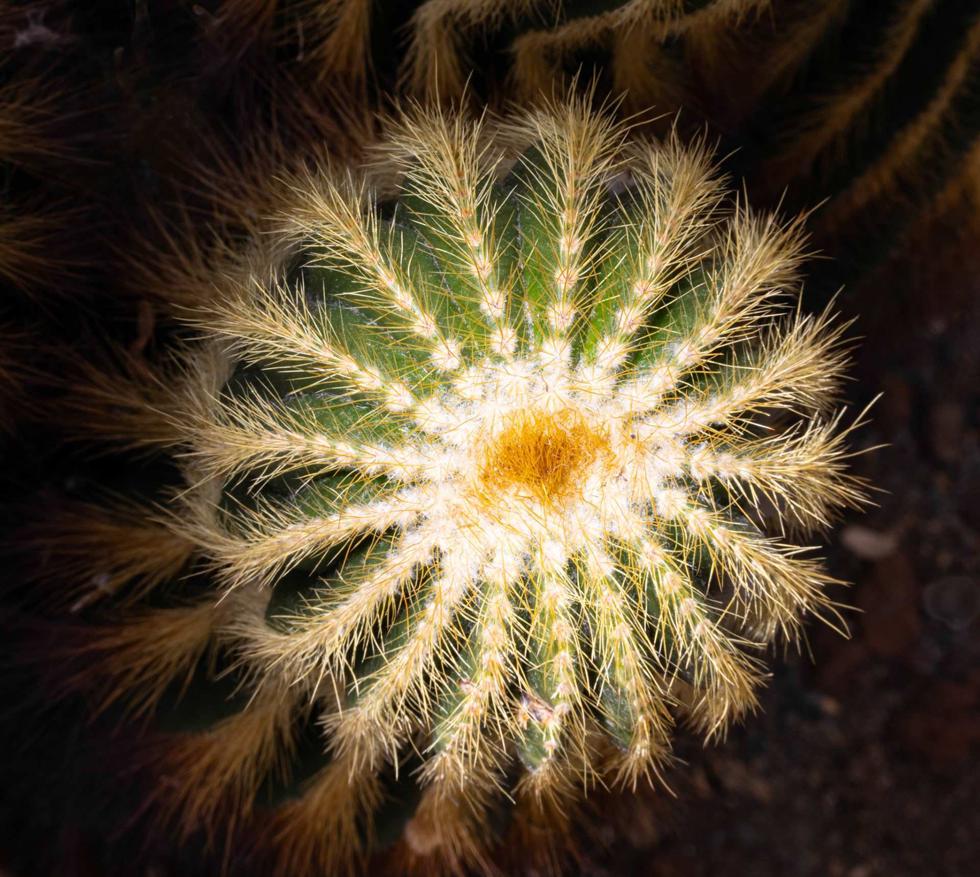 parodia warasii