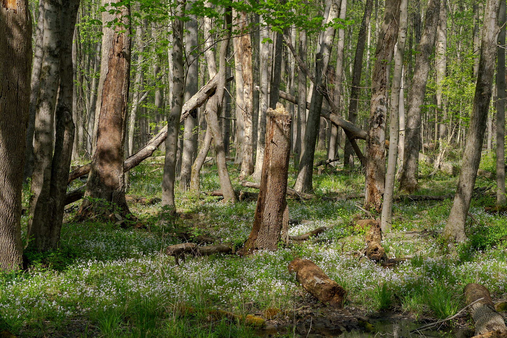 Huntley Meadows Park - Alexandria, VA