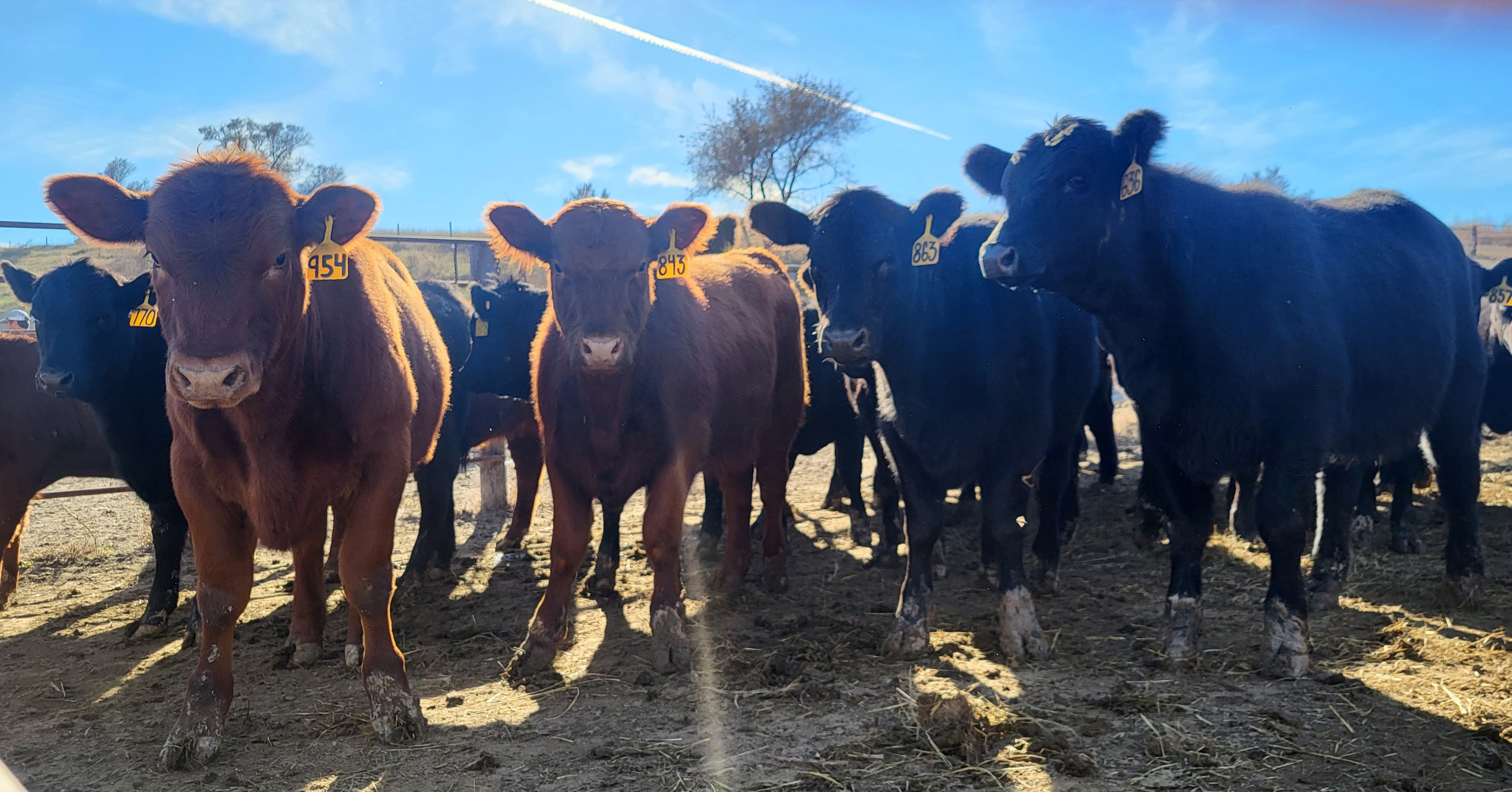 November Roundup 2023 - Curious Heifers