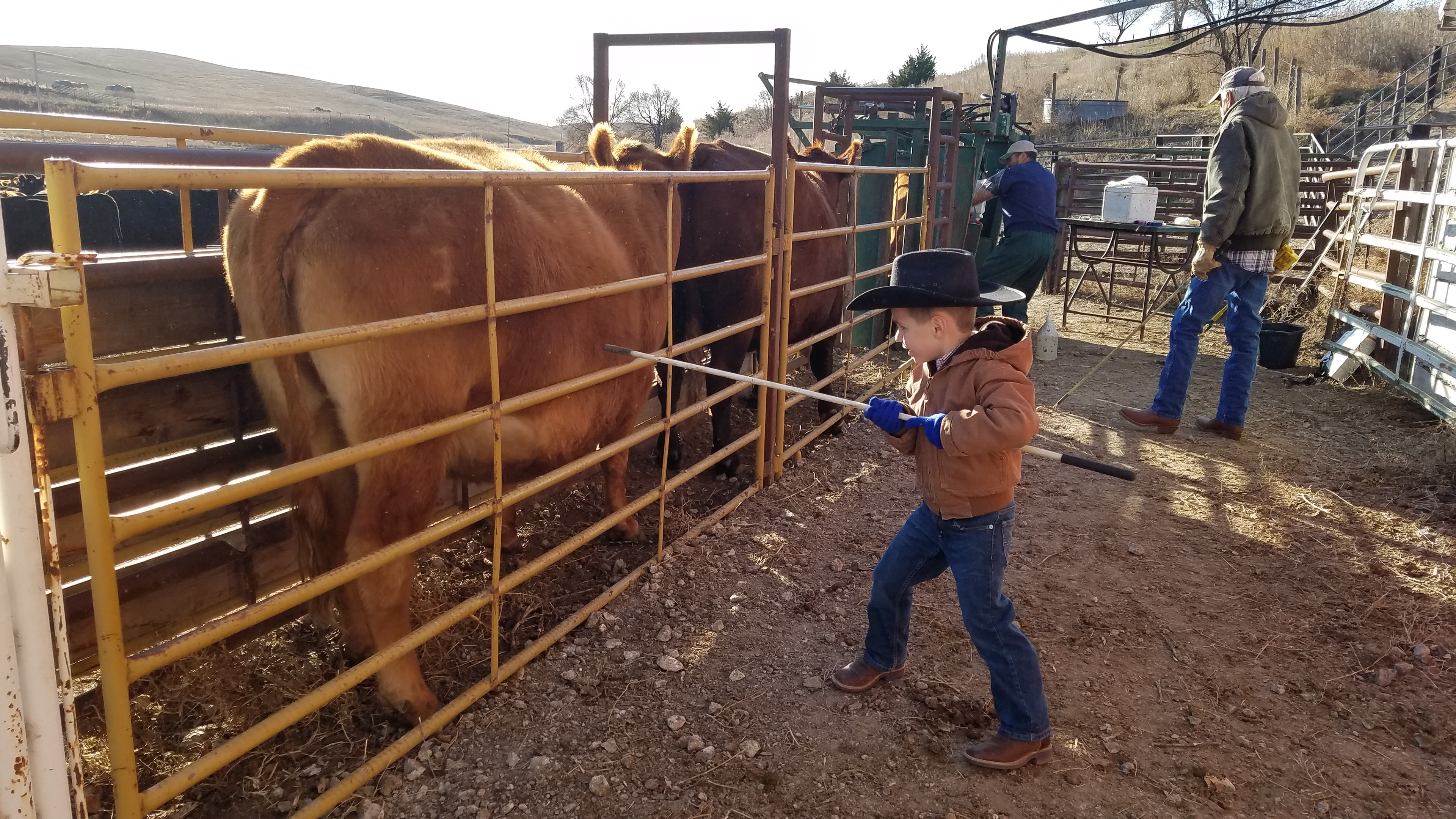 Working Cattle