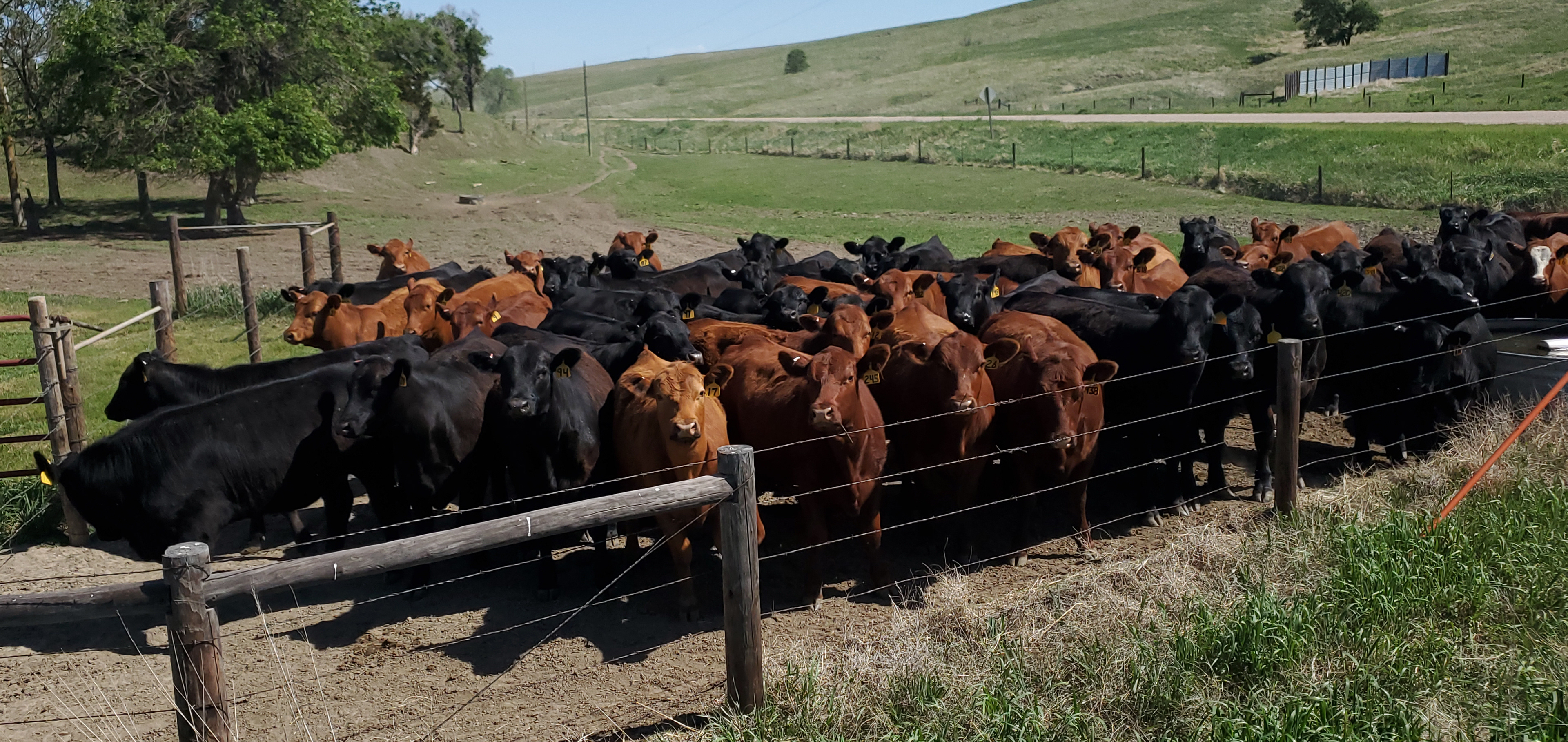 Heifer Selects