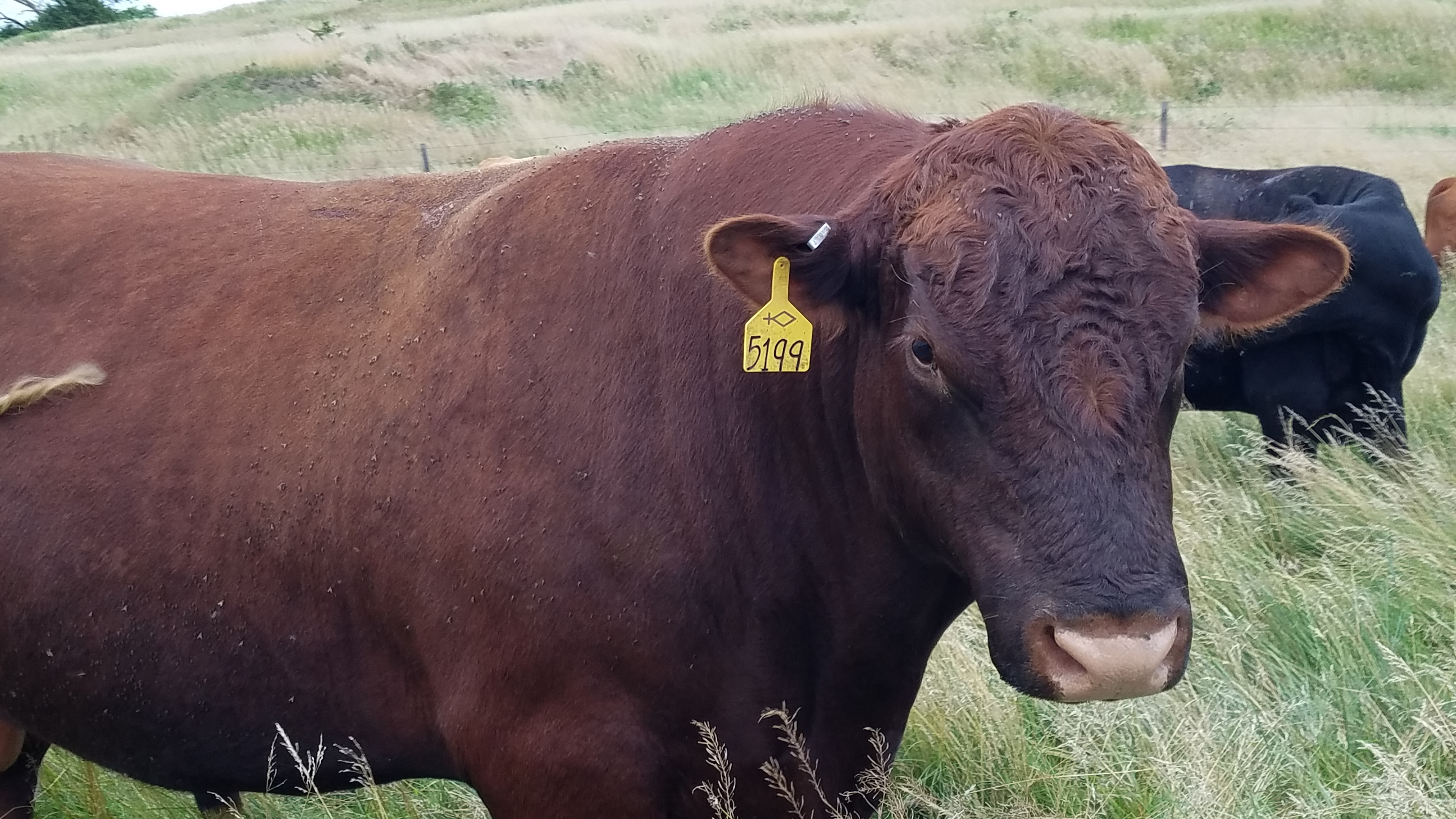 Cross Diamond Bull