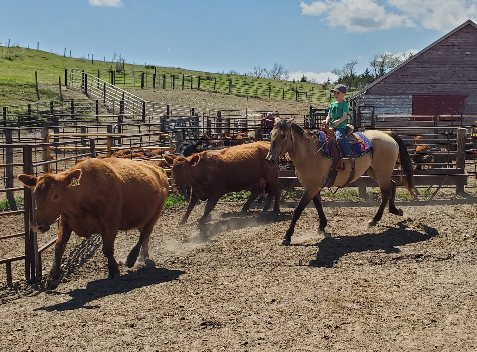 Branding Day - Sorting Cows