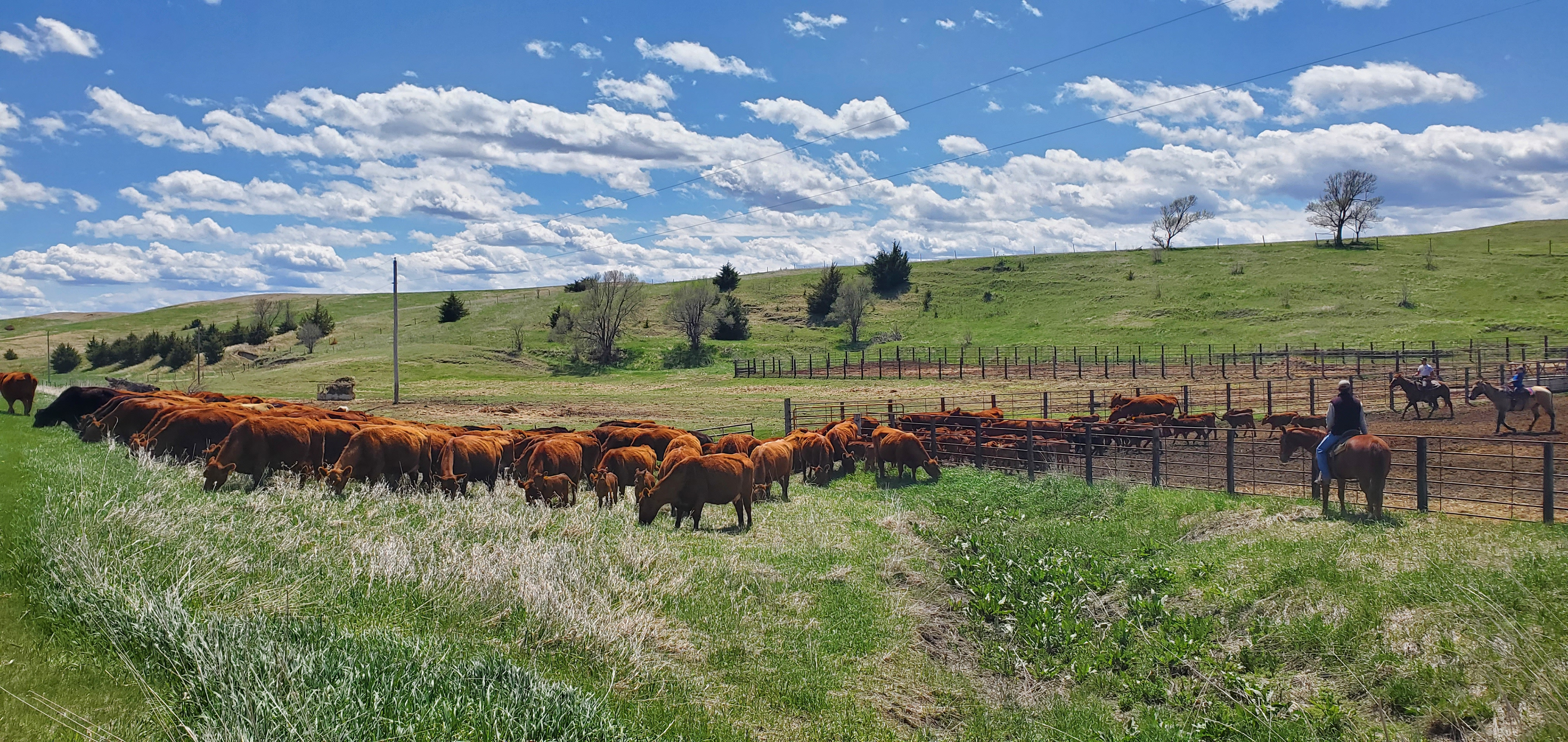 Moving to summer grass