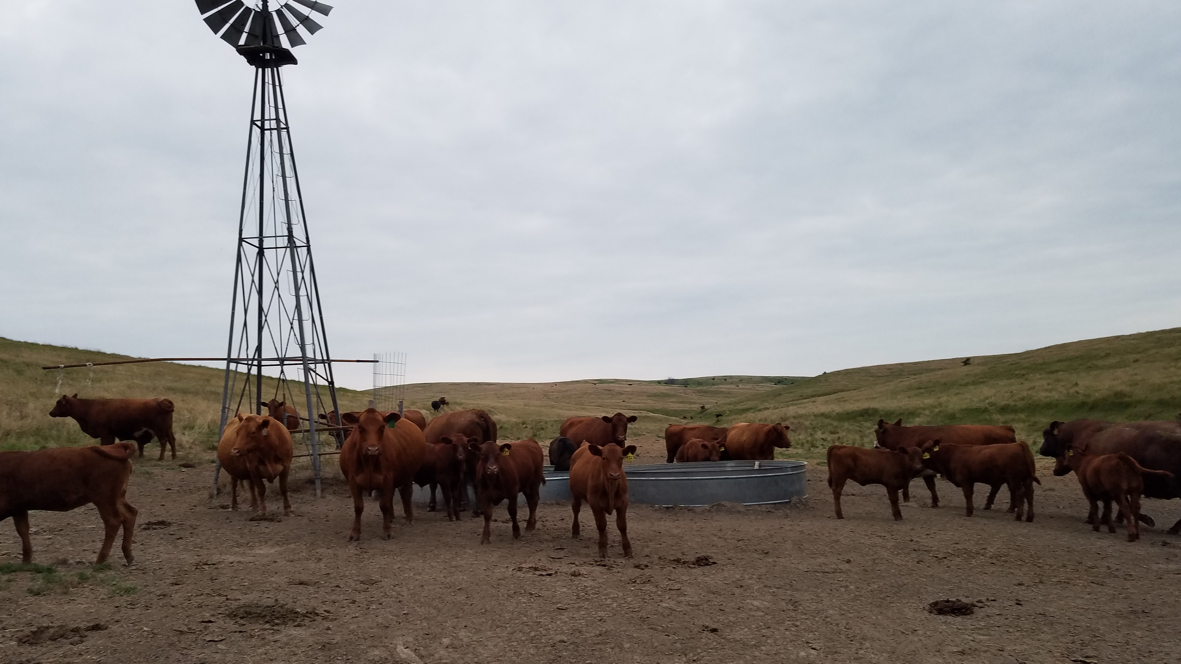 Summer calves gather at the tank