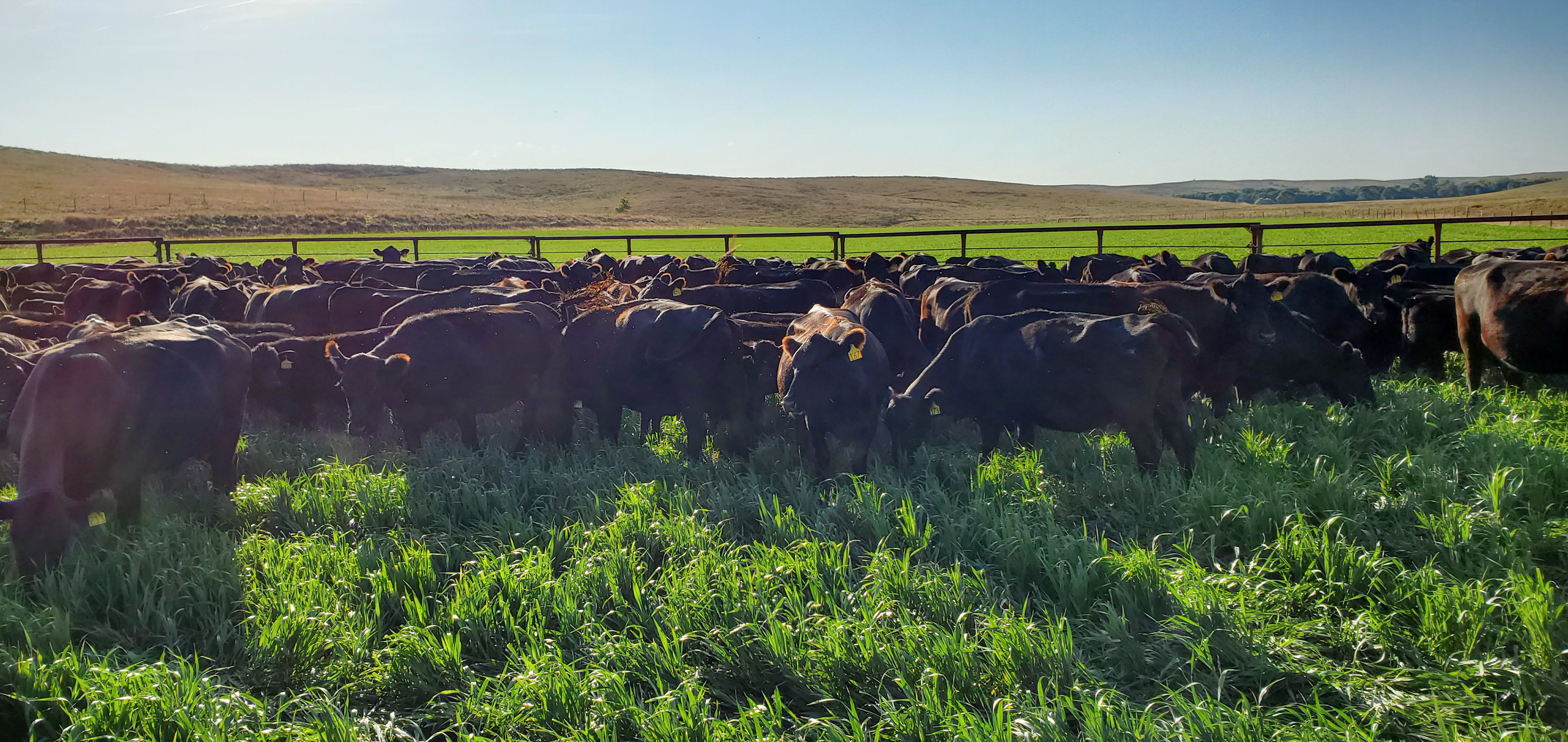 Grazing wheat grass - Fall
